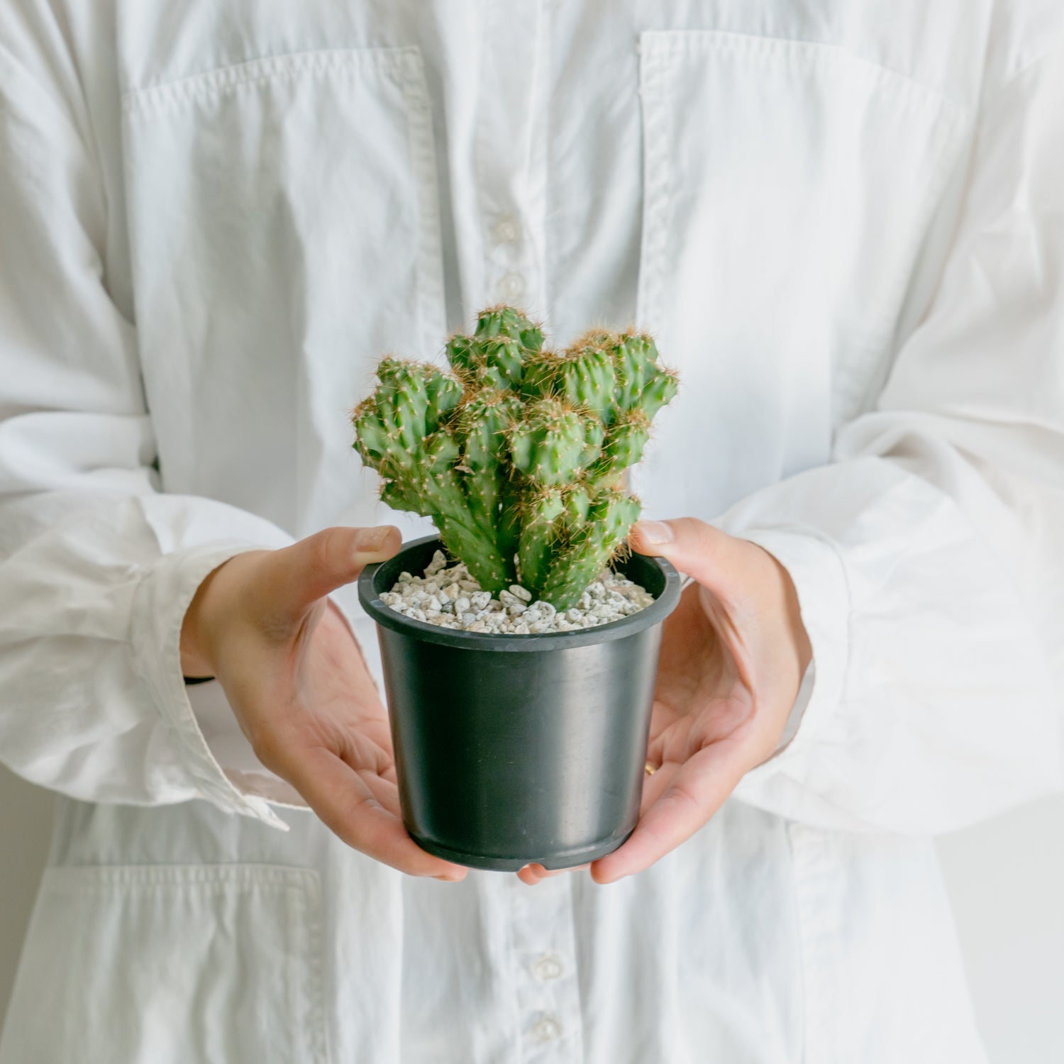 サボテン 金獅子をオーダーするならFlower&Plants tette │ 「手から手へ、想いを運ぶフラワーショップ」【板橋駅徒歩4分】【熟練フローリスト夫婦が運営】【最短2営業日で発送】【24時間365日注文OK】【ギフトは3300円〜】フラワーギフトを手から手へ、想いを込めたブーケやアレンジメントで大切な人に感謝と愛情を。シーンや用途に合わせて選びやすい豊富な種