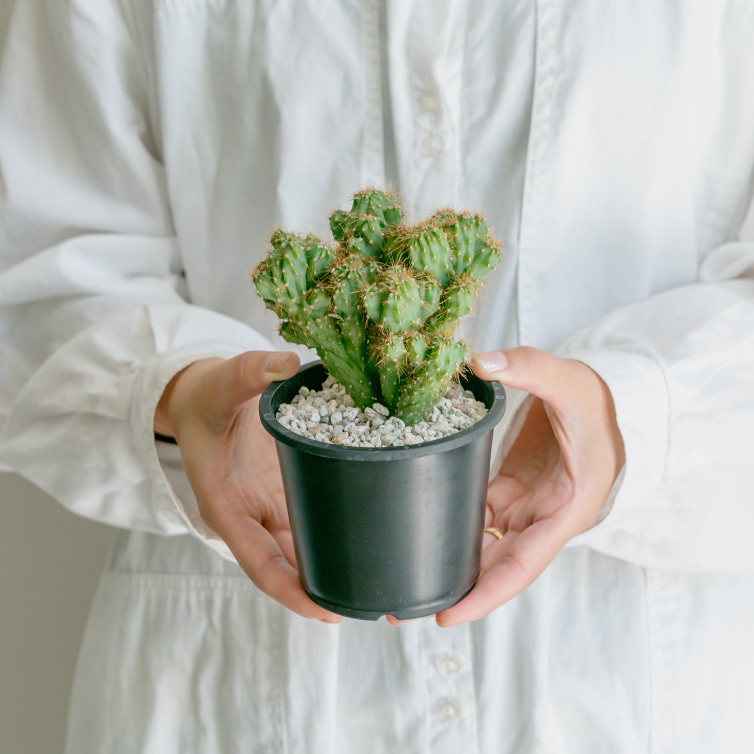 サボテン 金獅子をオーダーするならFlower&Plants tette │ 「手から手へ、想いを運ぶフラワーショップ」【板橋駅徒歩4分】【熟練フローリスト夫婦が運営】【最短2営業日で発送】【24時間365日注文OK】【ギフトは3300円〜】フラワーギフトを手から手へ、想いを込めたブーケやアレンジメントで大切な人に感謝と愛情を。シーンや用途に合わせて選びやすい豊富な種