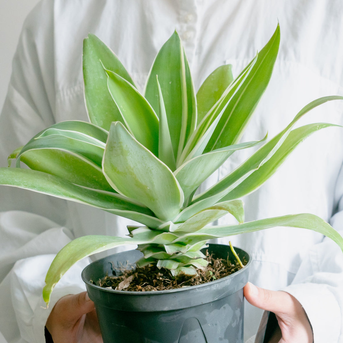 アガベ アテナータをオーダーするならFlower&Plants tette │ 「手から手へ、想いを運ぶフラワーショップ」【板橋駅徒歩4分】【熟練フローリスト夫婦が運営】【最短2営業日で発送】【24時間365日注文OK】【ギフトは3300円〜】フラワーギフトを手から手へ、想いを込めたブーケやアレンジメントで大切な人に感謝と愛情を。シーンや用途に合わせて選びやすい豊富な種