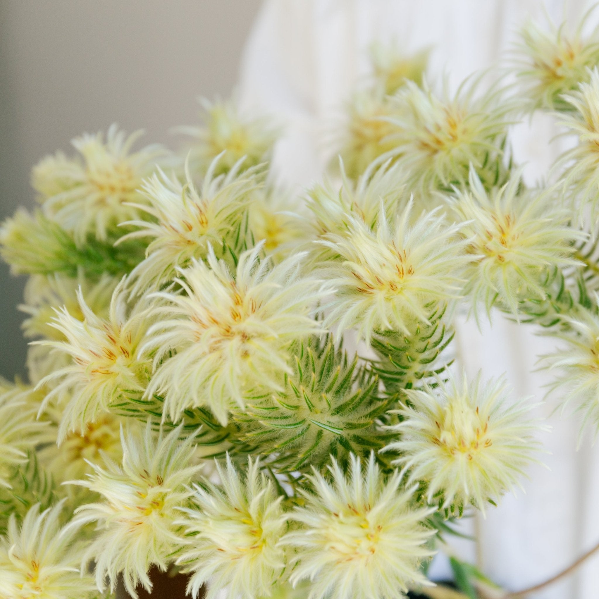 フィリカをオーダーするならFlower&Plants tette │ 「手から手へ、想いを運ぶフラワーショップ」【板橋駅徒歩4分】【熟練フローリスト夫婦が運営】【最短2営業日で発送】【24時間365日注文OK】【ギフトは3300円〜】フラワーギフトを手から手へ、想いを込めたブーケやアレンジメントで大切な人に感謝と愛情を。シーンや用途に合わせて選びやすい豊富な種