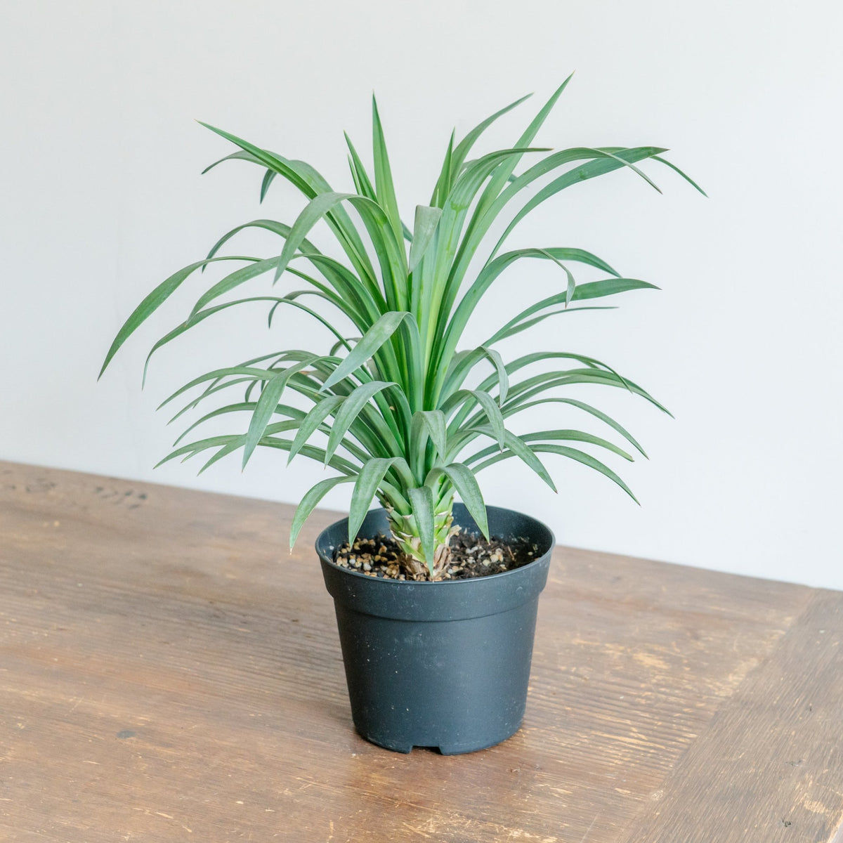 ユッカ・ディスメキアーナをオーダーするならFlower&Plants tette │ 「手から手へ、想いを運ぶフラワーショップ」【板橋駅徒歩4分】【熟練フローリスト夫婦が運営】【最短2営業日で発送】【24時間365日注文OK】【ギフトは3300円〜】フラワーギフトを手から手へ、想いを込めたブーケやアレンジメントで大切な人に感謝と愛情を。シーンや用途に合わせて選びやすい豊富な種