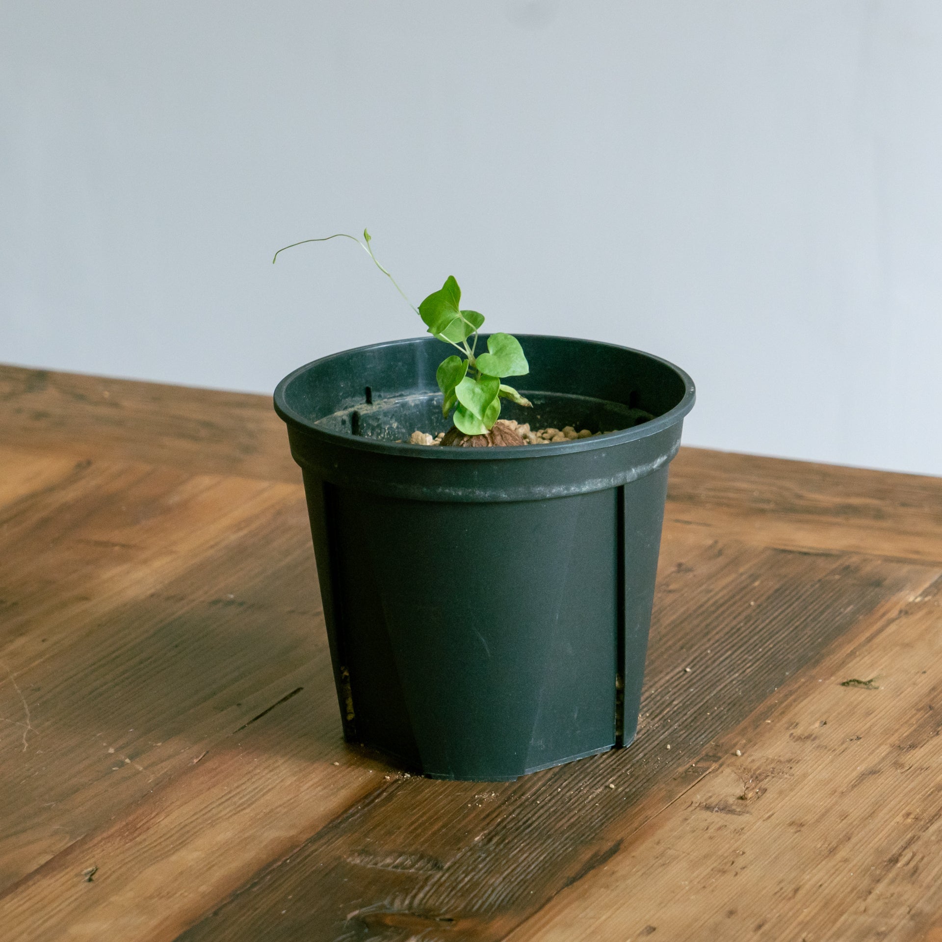 亀甲竜をオーダーするならFlower&Plants tette │ 「手から手へ、想いを運ぶフラワーショップ」【板橋駅徒歩4分】【熟練フローリスト夫婦が運営】【最短2営業日で発送】【24時間365日注文OK】【ギフトは3300円〜】フラワーギフトを手から手へ、想いを込めたブーケやアレンジメントで大切な人に感謝と愛情を。シーンや用途に合わせて選びやすい豊富な種