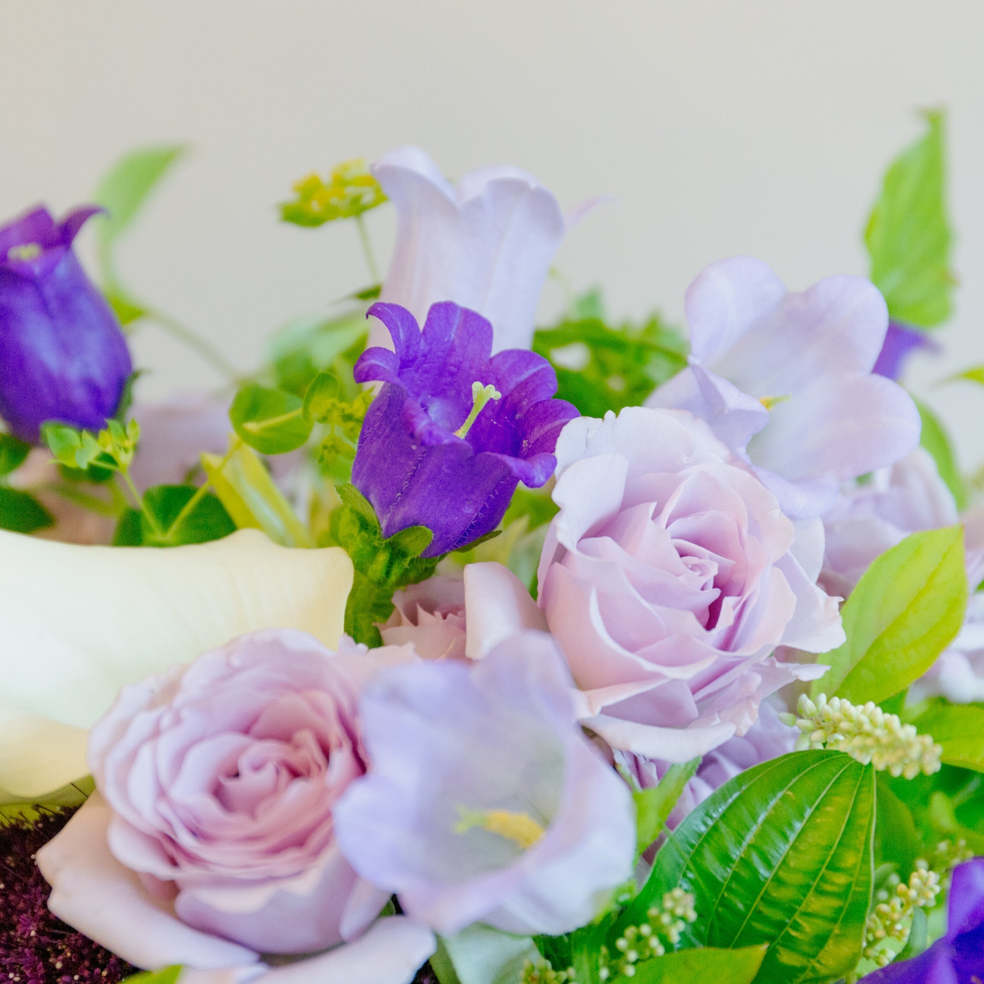 カンパニュラのギフトをオーダーするならFlower&Plants tette │ 「手から手へ、想いを運ぶフラワーショップ」【板橋駅徒歩4分】【熟練フローリスト夫婦が運営】【最短2営業日で発送】【24時間365日注文OK】【ギフトは3300円〜】フラワーギフトを手から手へ、想いを込めたブーケやアレンジメントで大切な人に感謝と愛情を。シーンや用途に合わせて選びやすい豊富な種