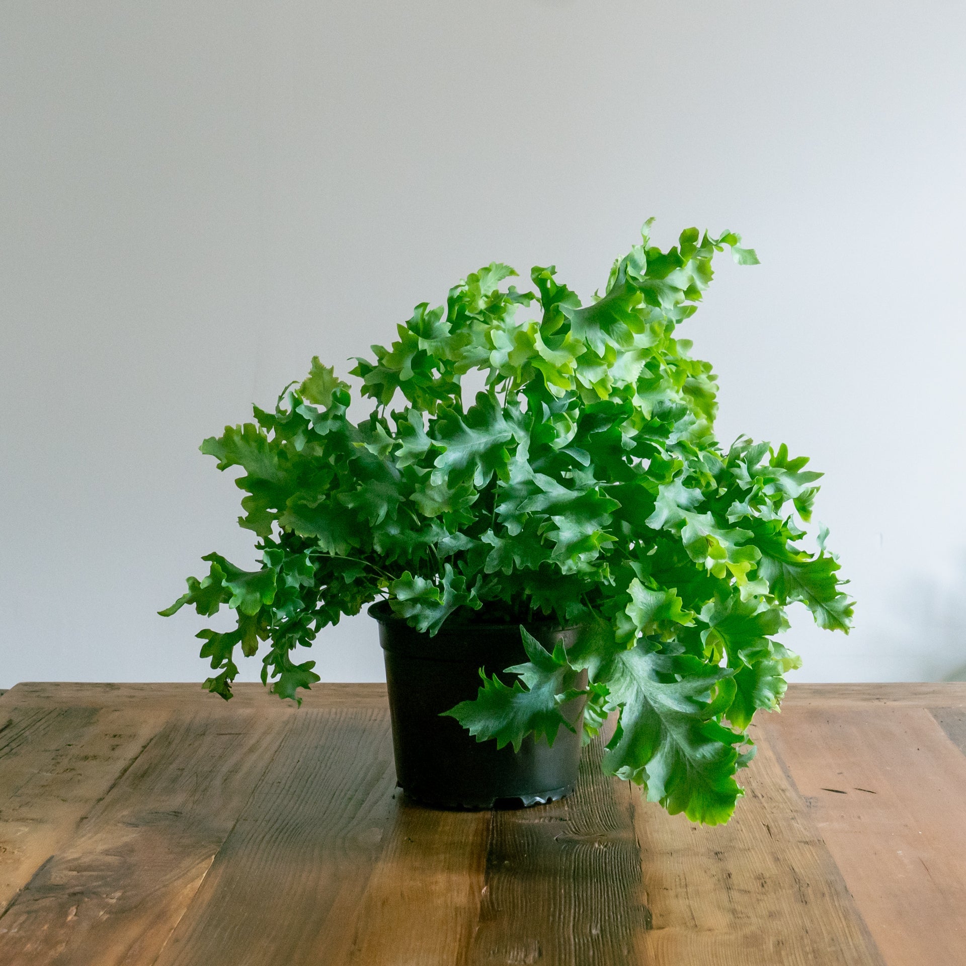 父の日ギフト用 観葉植物をオーダーするならFlower&Plants tette │ 「手から手へ、想いを運ぶフラワーショップ」【板橋駅徒歩4分】【熟練フローリスト夫婦が運営】【最短2営業日で発送】【24時間365日注文OK】【ギフトは3300円〜】フラワーギフトを手から手へ、想いを込めたブーケやアレンジメントで大切な人に感謝と愛情を。シーンや用途に合わせて選びやすい豊富な種