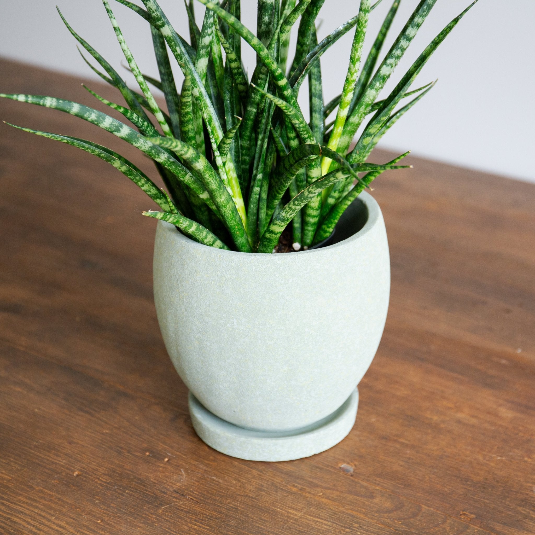 陶器ポット GA002 - 165GRをオーダーするならFlower&Plants tette │ 「手から手へ、想いを運ぶフラワーショップ」【板橋駅徒歩4分】【熟練フローリスト夫婦が運営】【最短2営業日で発送】【24時間365日注文OK】【ギフトは3300円〜】フラワーギフトを手から手へ、想いを込めたブーケやアレンジメントで大切な人に感謝と愛情を。シーンや用途に合わせて選びやすい豊富な種