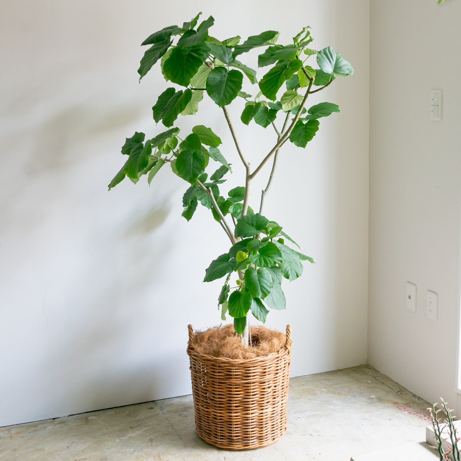 バスケット LサイズをオーダーするならFlower&Plants tette │ 「手から手へ、想いを運ぶフラワーショップ」【板橋駅徒歩4分】【熟練フローリスト夫婦が運営】【最短2営業日で発送】【24時間365日注文OK】【ギフトは3300円〜】フラワーギフトを手から手へ、想いを込めたブーケやアレンジメントで大切な人に感謝と愛情を。シーンや用途に合わせて選びやすい豊富な種