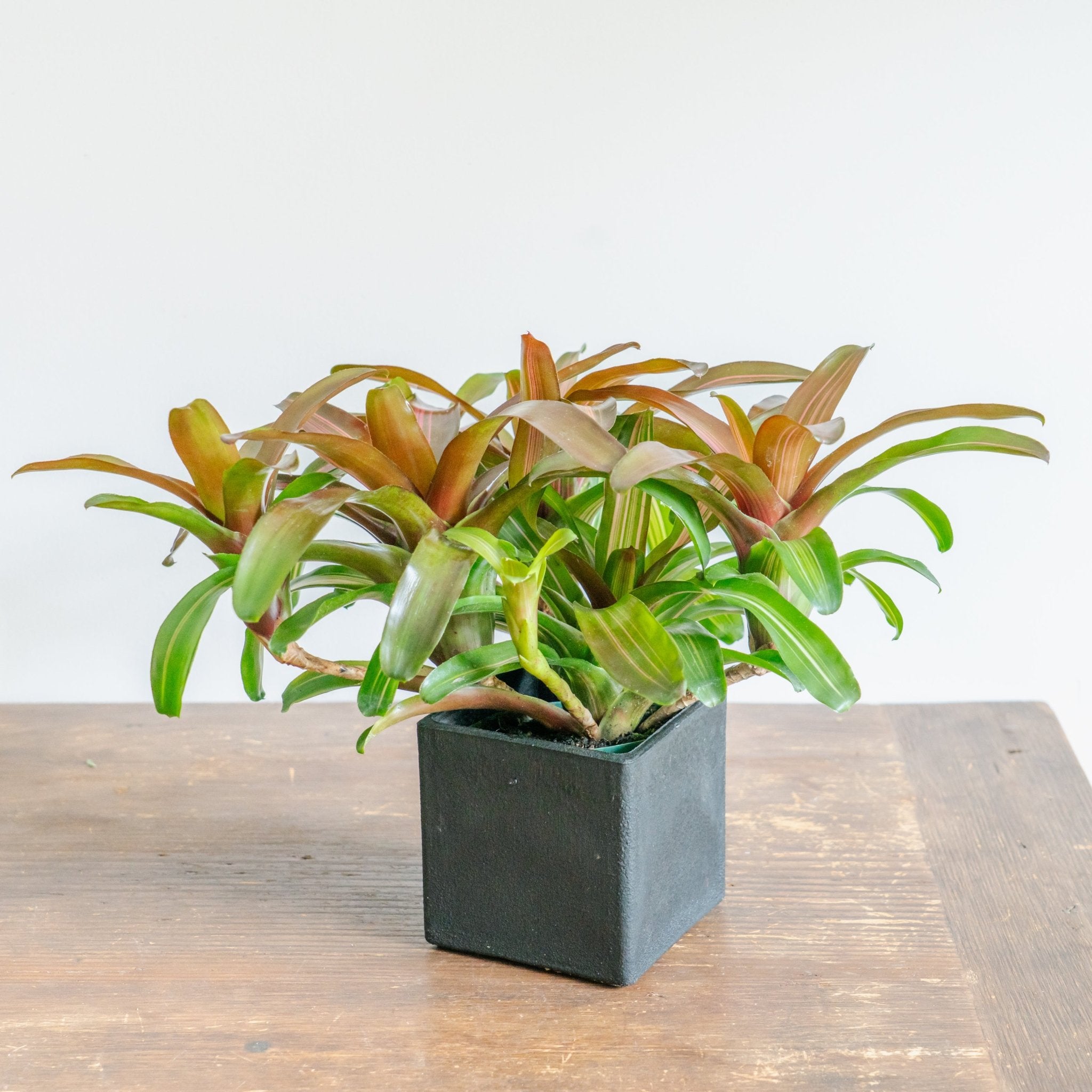 ネオレゲリアPOTセットをオーダーするならFlower&Plants tette │ 「手から手へ、想いを運ぶフラワーショップ」【板橋駅徒歩4分】【熟練フローリスト夫婦が運営】【最短2営業日で発送】【24時間365日注文OK】【ギフトは3300円〜】フラワーギフトを手から手へ、想いを込めたブーケやアレンジメントで大切な人に感謝と愛情を。シーンや用途に合わせて選びやすい豊富な種