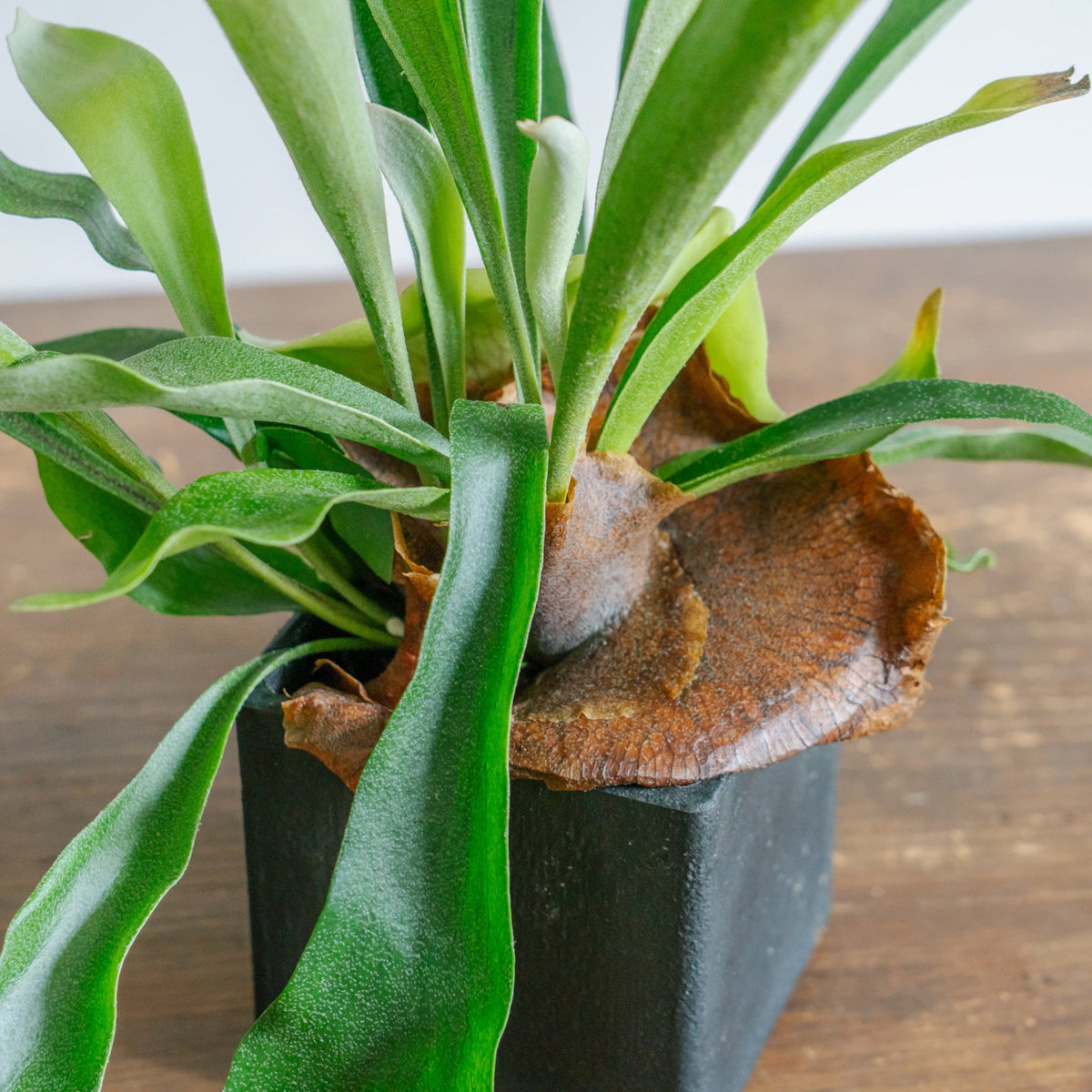 ビカクシダ ネザーランド POTセットをオーダーするならFlower&Plants tette │ 「手から手へ、想いを運ぶフラワーショップ」【板橋駅徒歩4分】【熟練フローリスト夫婦が運営】【最短2営業日で発送】【24時間365日注文OK】【ギフトは3300円〜】フラワーギフトを手から手へ、想いを込めたブーケやアレンジメントで大切な人に感謝と愛情を。シーンや用途に合わせて選びやすい豊富な種