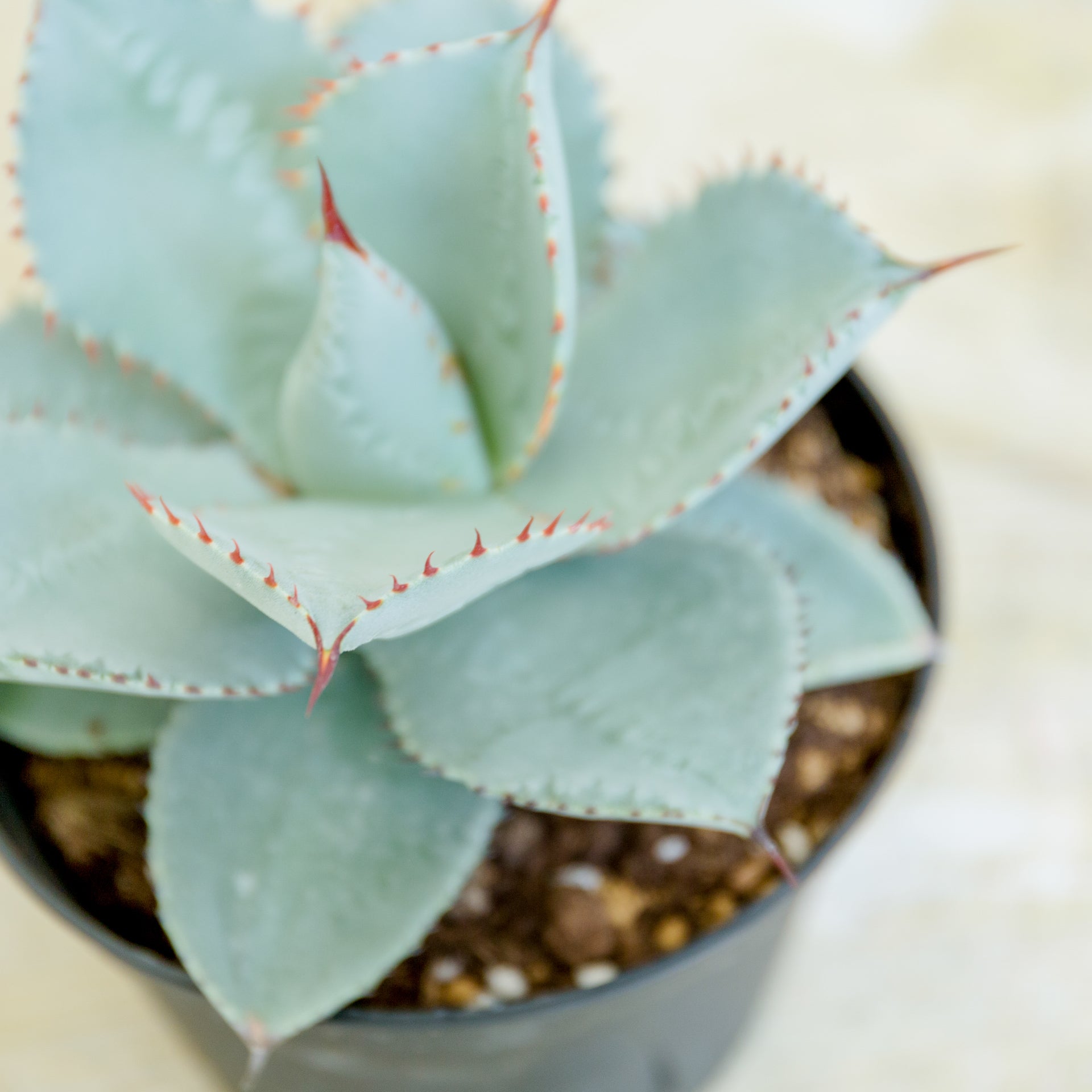 アガベ ドラゴントゥース 5号をオーダーするならFlower&Plants tette │ 「手から手へ、想いを運ぶフラワーショップ」【板橋駅徒歩4分】【熟練フローリスト夫婦が運営】【最短2営業日で発送】【24時間365日注文OK】【ギフトは3300円〜】フラワーギフトを手から手へ、想いを込めたブーケやアレンジメントで大切な人に感謝と愛情を。シーンや用途に合わせて選びやすい豊富な種