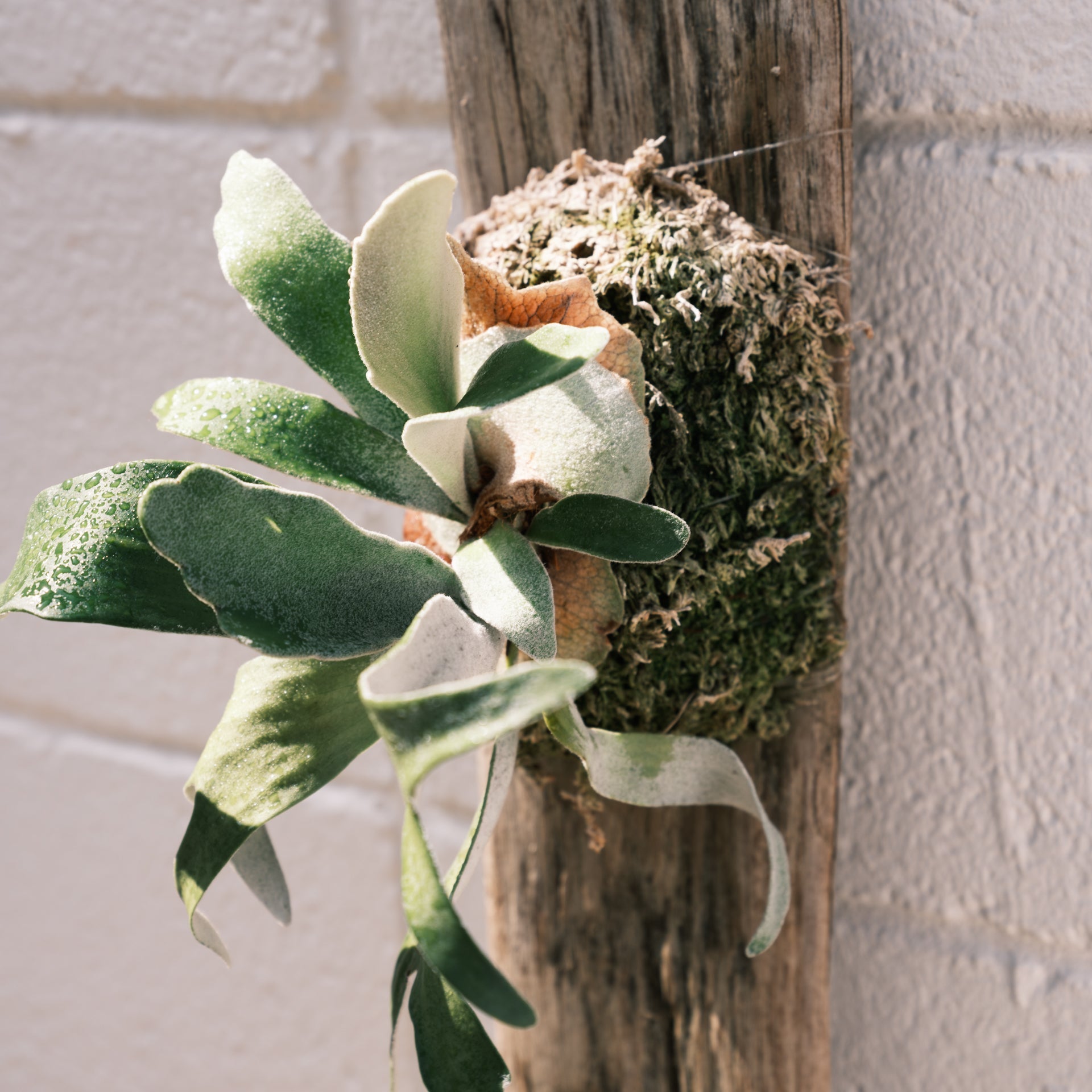 ビカクシダ ビーチーをオーダーするならFlower&Plants tette │ 「手から手へ、想いを運ぶフラワーショップ」【板橋駅徒歩4分】【熟練フローリスト夫婦が運営】【最短2営業日で発送】【24時間365日注文OK】【ギフトは3300円〜】フラワーギフトを手から手へ、想いを込めたブーケやアレンジメントで大切な人に感謝と愛情を。シーンや用途に合わせて選びやすい豊富な種