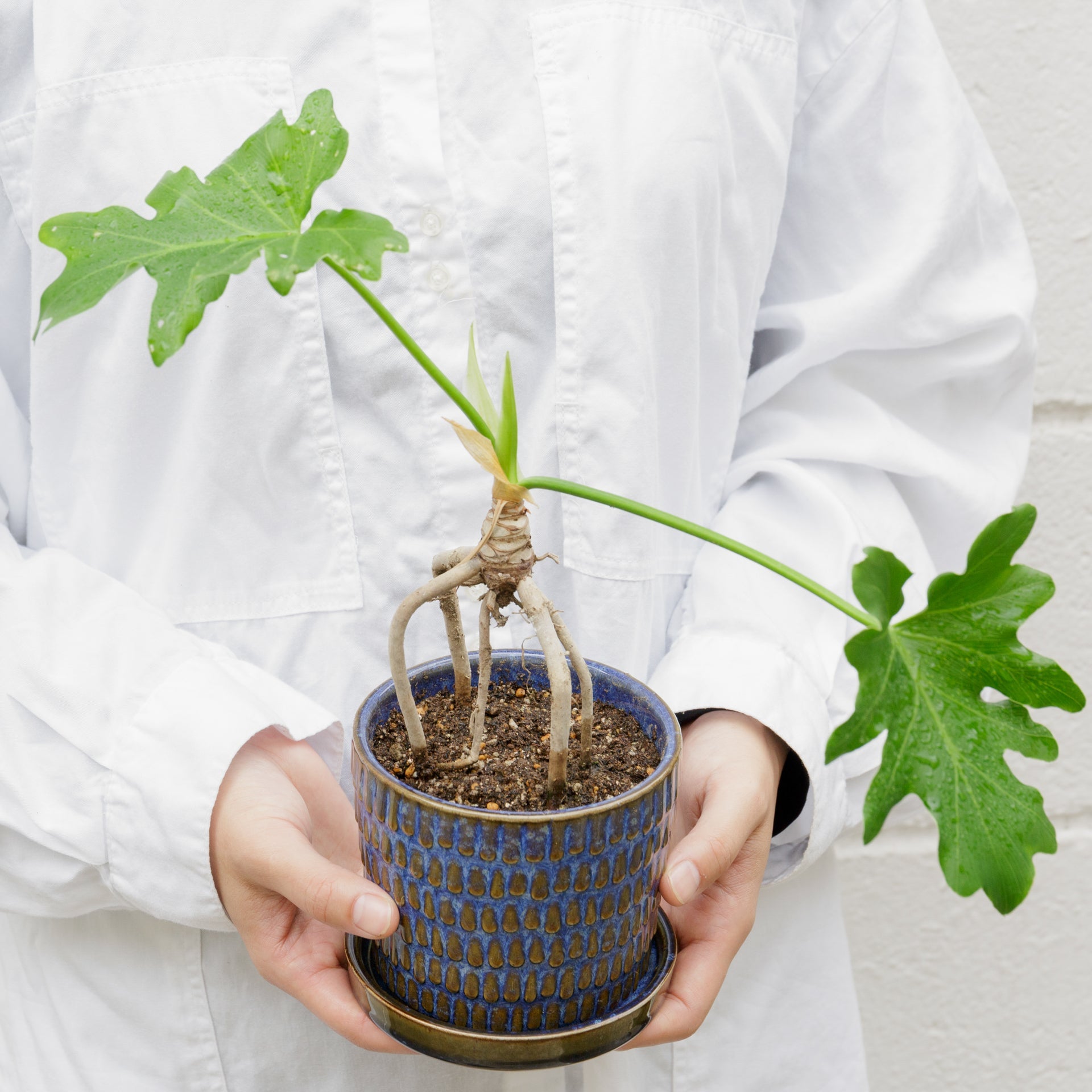根上がりのセロームをオーダーするならFlower&Plants tette │ 「手から手へ、想いを運ぶフラワーショップ」【板橋駅徒歩4分】【熟練フローリスト夫婦が運営】【最短2営業日で発送】【24時間365日注文OK】【ギフトは3300円〜】フラワーギフトを手から手へ、想いを込めたブーケやアレンジメントで大切な人に感謝と愛情を。シーンや用途に合わせて選びやすい豊富な種