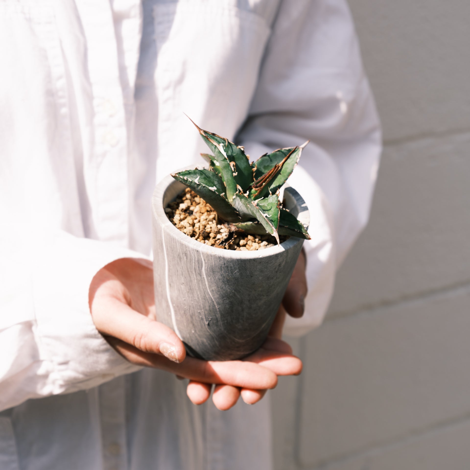 アガベ オテロイをオーダーするならFlower&Plants tette │ 「手から手へ、想いを運ぶフラワーショップ」【板橋駅徒歩4分】【熟練フローリスト夫婦が運営】【最短2営業日で発送】【24時間365日注文OK】【ギフトは3300円〜】フラワーギフトを手から手へ、想いを込めたブーケやアレンジメントで大切な人に感謝と愛情を。シーンや用途に合わせて選びやすい豊富な種