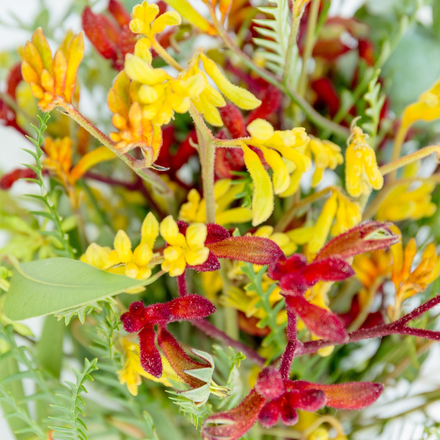 カンガルーポーのギフトをオーダーするならFlower&Plants tette │ 「手から手へ、想いを運ぶフラワーショップ」【板橋駅徒歩4分】【熟練フローリスト夫婦が運営】【最短2営業日で発送】【24時間365日注文OK】【ギフトは3300円〜】フラワーギフトを手から手へ、想いを込めたブーケやアレンジメントで大切な人に感謝と愛情を。シーンや用途に合わせて選びやすい豊富な種