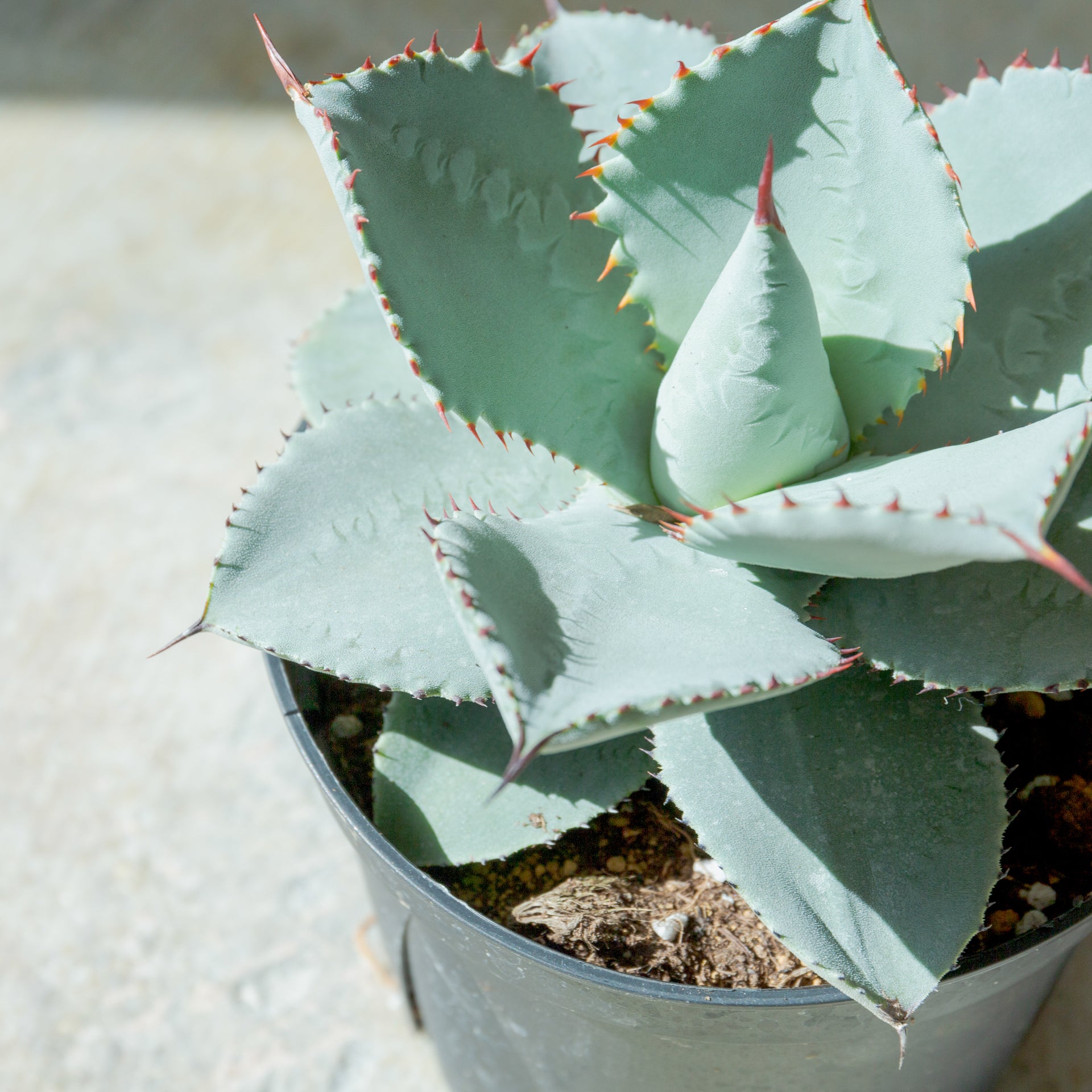 アガベ ドラゴントゥース 5号をオーダーするならFlower&Plants tette │ 「手から手へ、想いを運ぶフラワーショップ」【板橋駅徒歩4分】【熟練フローリスト夫婦が運営】【最短2営業日で発送】【24時間365日注文OK】【ギフトは3300円〜】フラワーギフトを手から手へ、想いを込めたブーケやアレンジメントで大切な人に感謝と愛情を。シーンや用途に合わせて選びやすい豊富な種