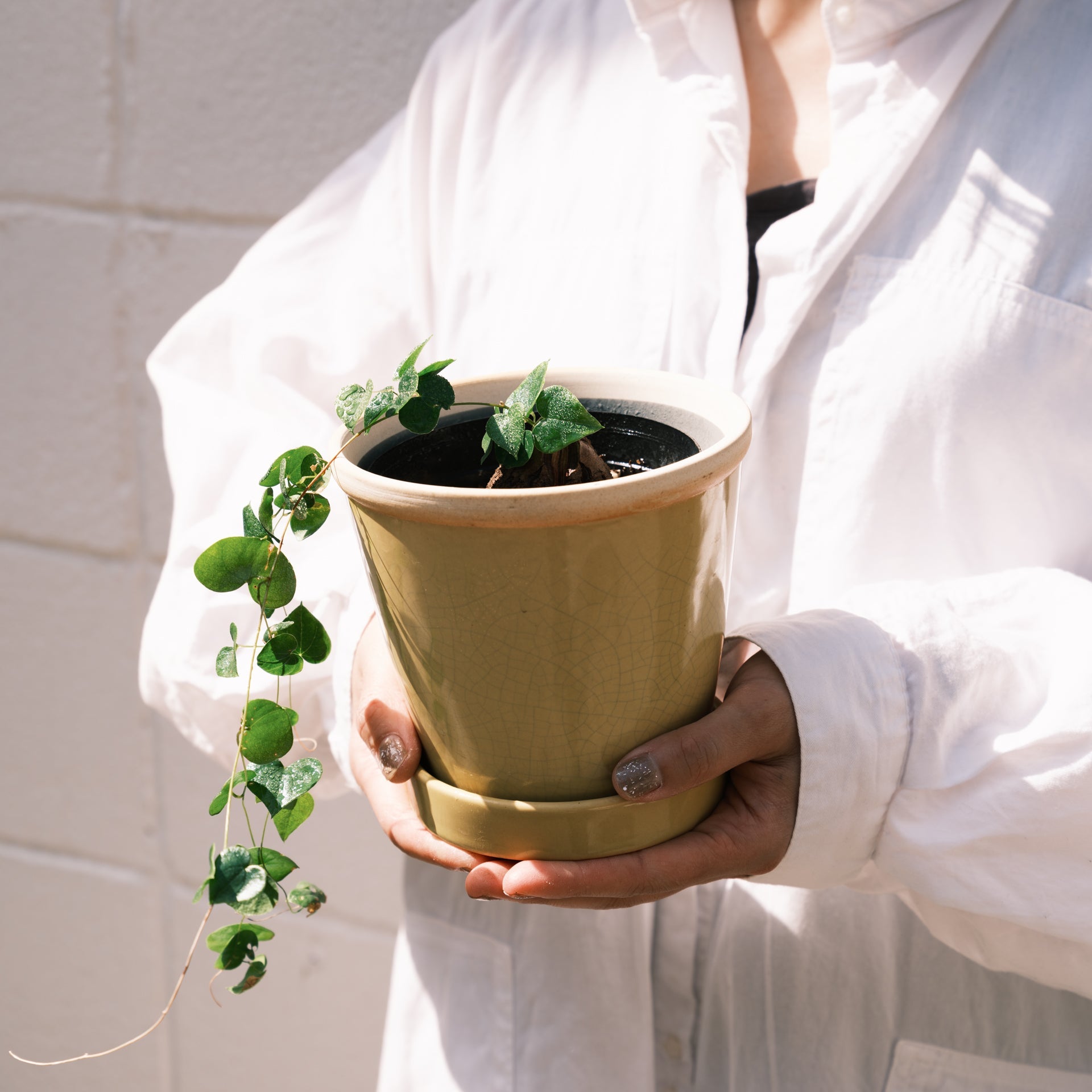 亀甲竜をオーダーするならFlower&Plants tette │ 「手から手へ、想いを運ぶフラワーショップ」【板橋駅徒歩4分】【熟練フローリスト夫婦が運営】【最短2営業日で発送】【24時間365日注文OK】【ギフトは3300円〜】フラワーギフトを手から手へ、想いを込めたブーケやアレンジメントで大切な人に感謝と愛情を。シーンや用途に合わせて選びやすい豊富な種