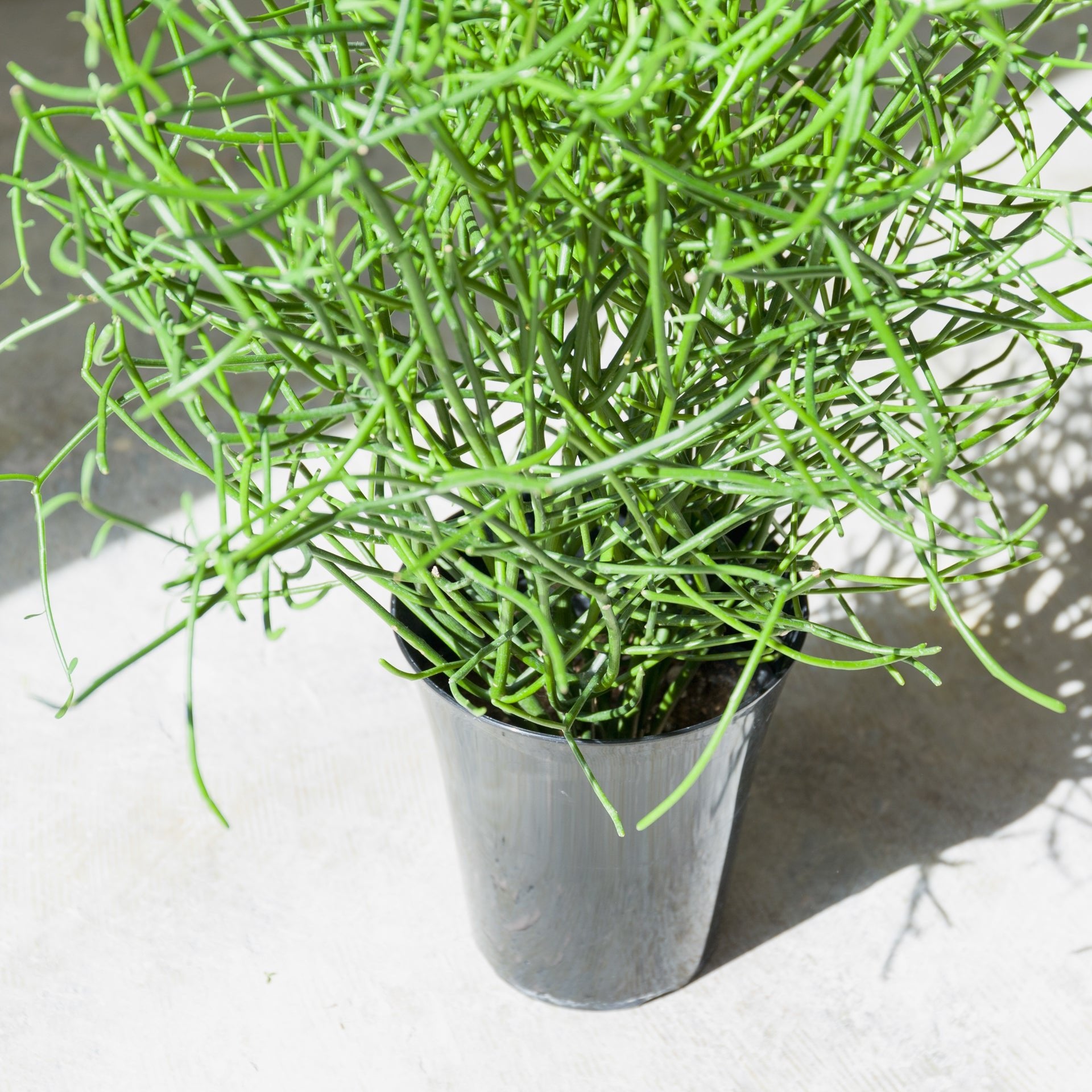 ミルクブッシュをオーダーするならFlower&Plants tette │ 「手から手へ、想いを運ぶフラワーショップ」【板橋駅徒歩4分】【熟練フローリスト夫婦が運営】【最短2営業日で発送】【24時間365日注文OK】【ギフトは3300円〜】フラワーギフトを手から手へ、想いを込めたブーケやアレンジメントで大切な人に感謝と愛情を。シーンや用途に合わせて選びやすい豊富な種