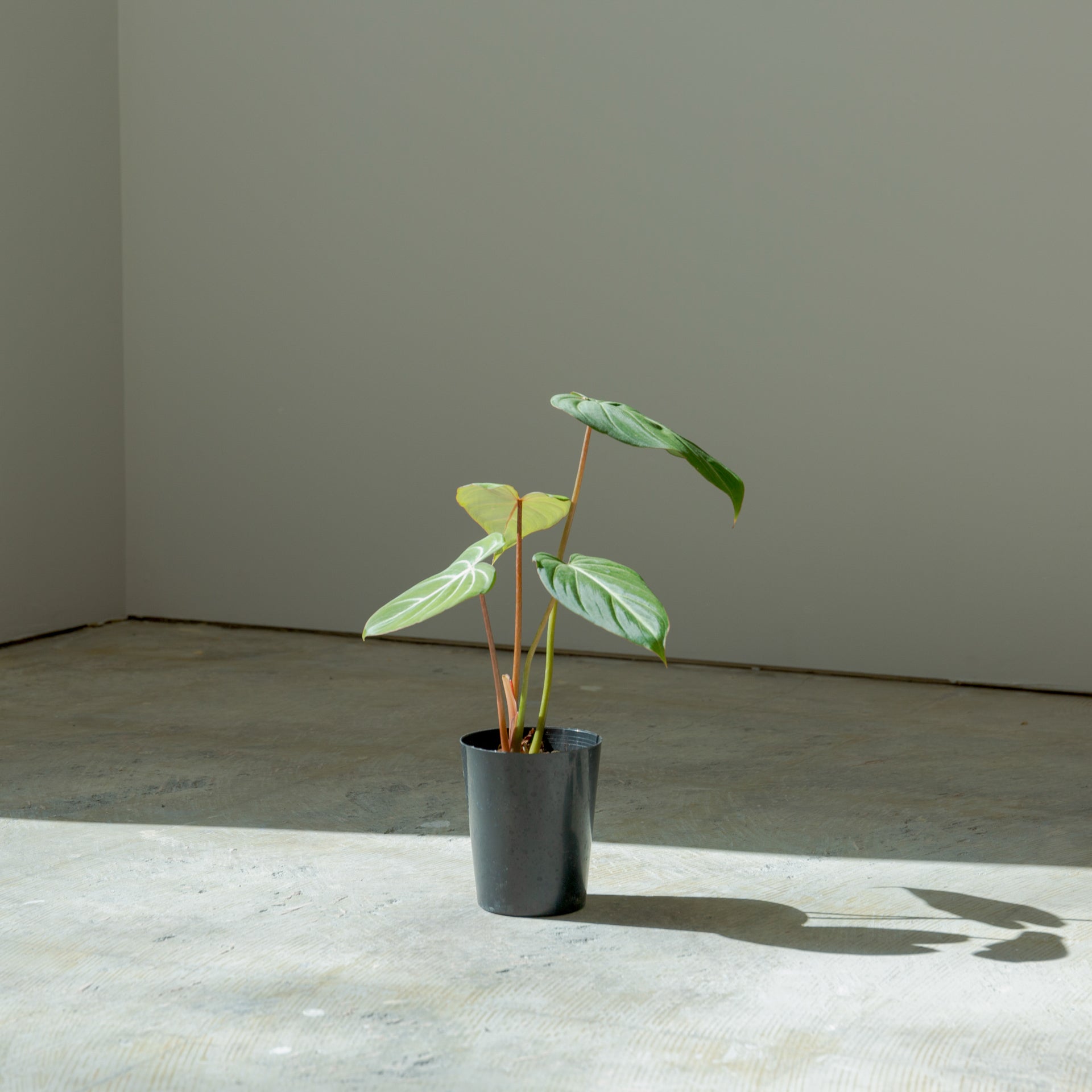 フィロデンドロン グロリオーサム 4号をオーダーするならFlower&Plants tette │ 「手から手へ、想いを運ぶフラワーショップ」【板橋駅徒歩4分】【熟練フローリスト夫婦が運営】【最短2営業日で発送】【24時間365日注文OK】【ギフトは3300円〜】フラワーギフトを手から手へ、想いを込めたブーケやアレンジメントで大切な人に感謝と愛情を。シーンや用途に合わせて選びやすい豊富な種