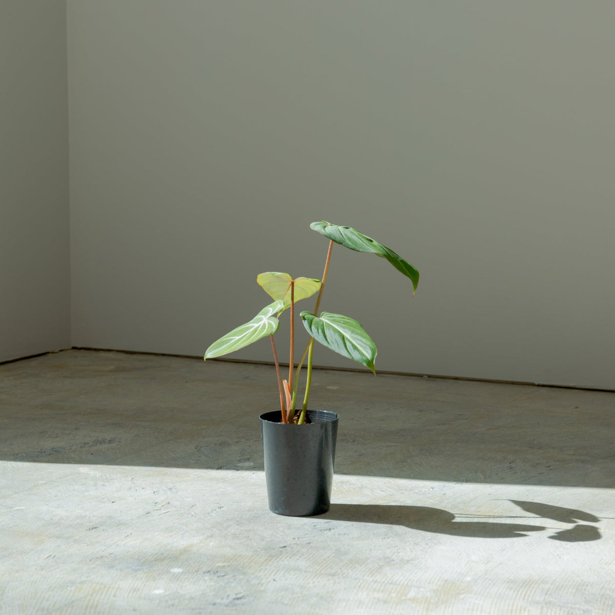 フィロデンドロン グロリオーサム 4号をオーダーするならFlower&Plants tette │ 「手から手へ、想いを運ぶフラワーショップ」【板橋駅徒歩4分】【熟練フローリスト夫婦が運営】【最短2営業日で発送】【24時間365日注文OK】【ギフトは3300円〜】フラワーギフトを手から手へ、想いを込めたブーケやアレンジメントで大切な人に感謝と愛情を。シーンや用途に合わせて選びやすい豊富な種