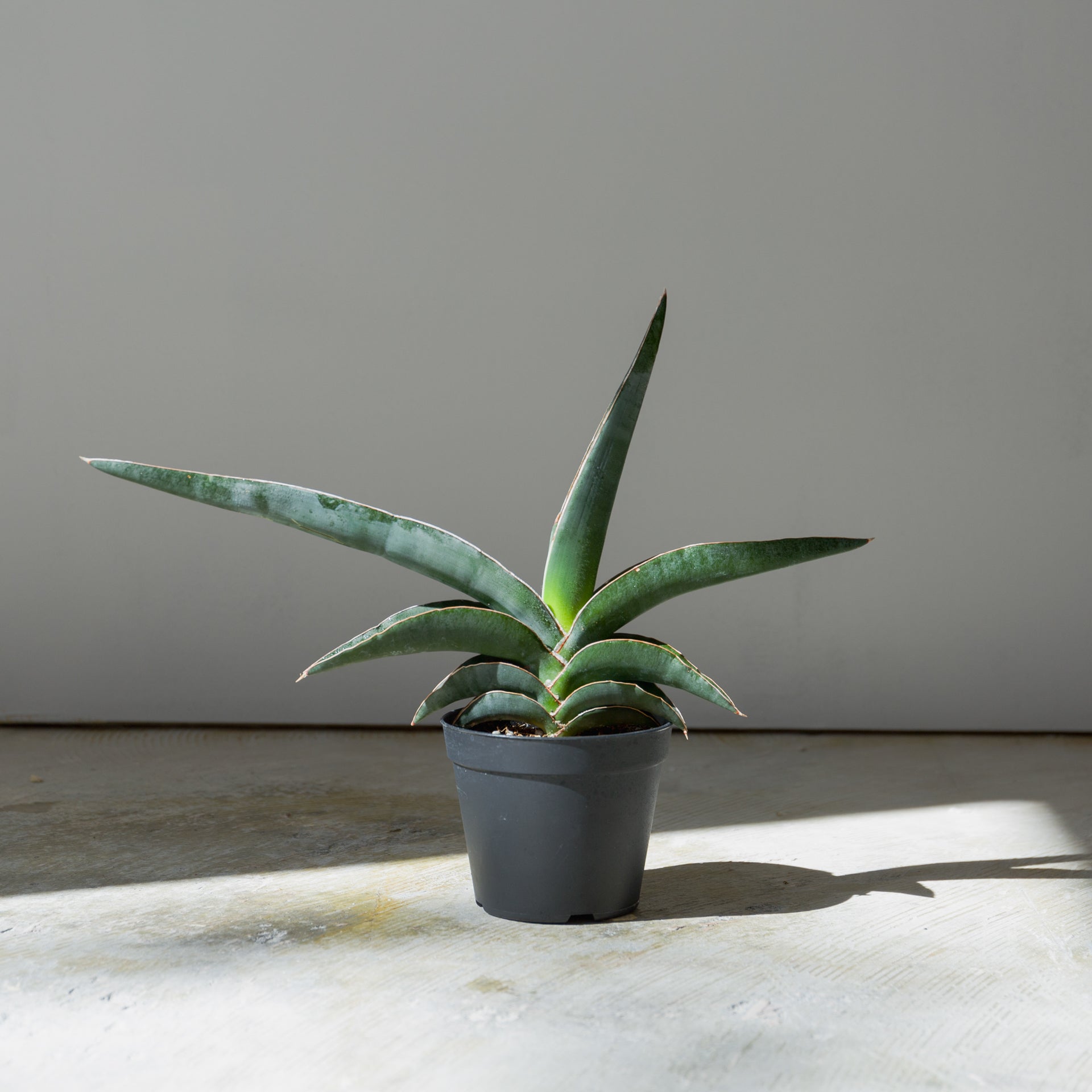 サンスベリア ロブスターブルー 3.5号をオーダーするならFlower&Plants tette │ 「手から手へ、想いを運ぶフラワーショップ」【板橋駅徒歩4分】【熟練フローリスト夫婦が運営】【最短2営業日で発送】【24時間365日注文OK】【ギフトは3300円〜】フラワーギフトを手から手へ、想いを込めたブーケやアレンジメントで大切な人に感謝と愛情を。シーンや用途に合わせて選びやすい豊富な種