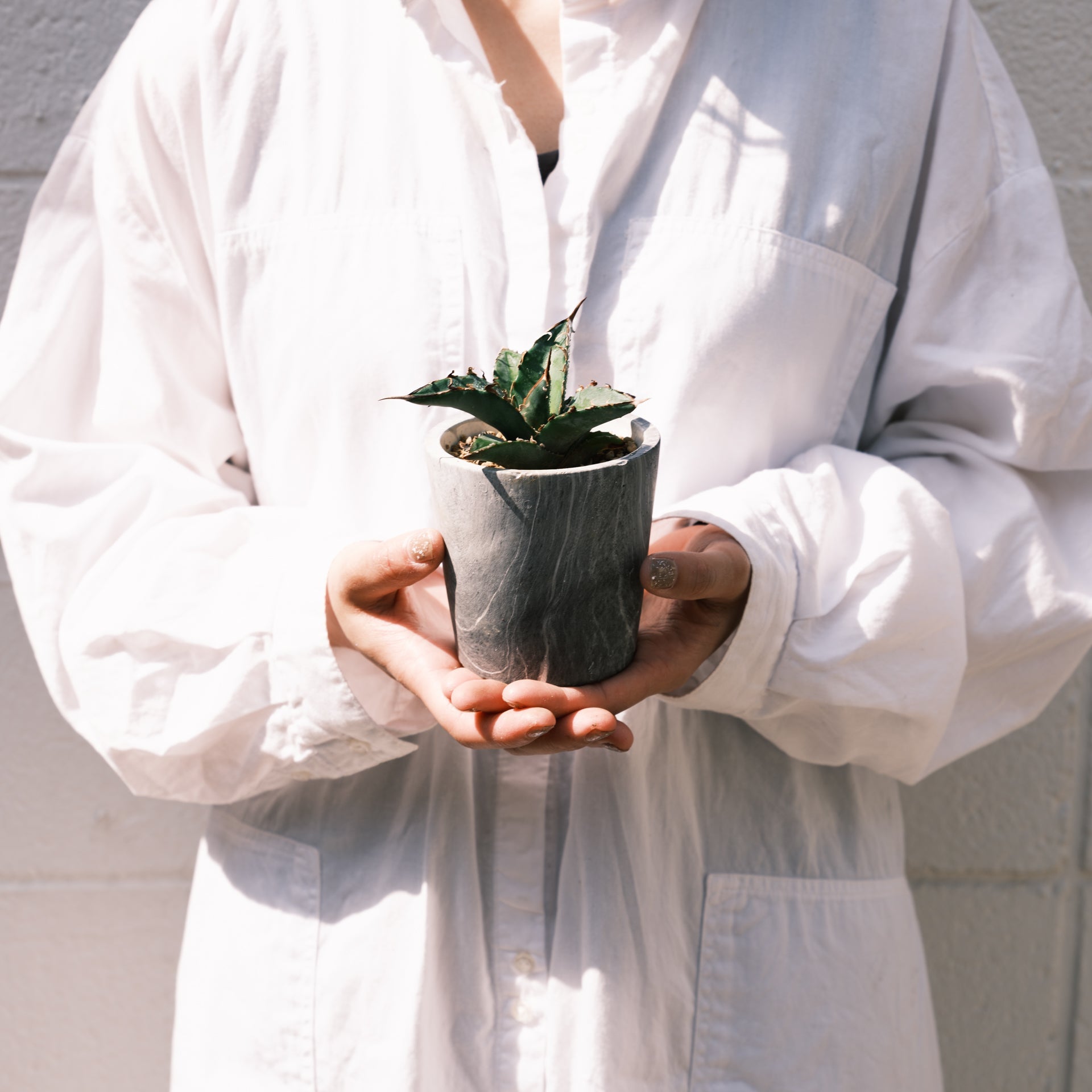 アガベ オテロイをオーダーするならFlower&Plants tette │ 「手から手へ、想いを運ぶフラワーショップ」【板橋駅徒歩4分】【熟練フローリスト夫婦が運営】【最短2営業日で発送】【24時間365日注文OK】【ギフトは3300円〜】フラワーギフトを手から手へ、想いを込めたブーケやアレンジメントで大切な人に感謝と愛情を。シーンや用途に合わせて選びやすい豊富な種