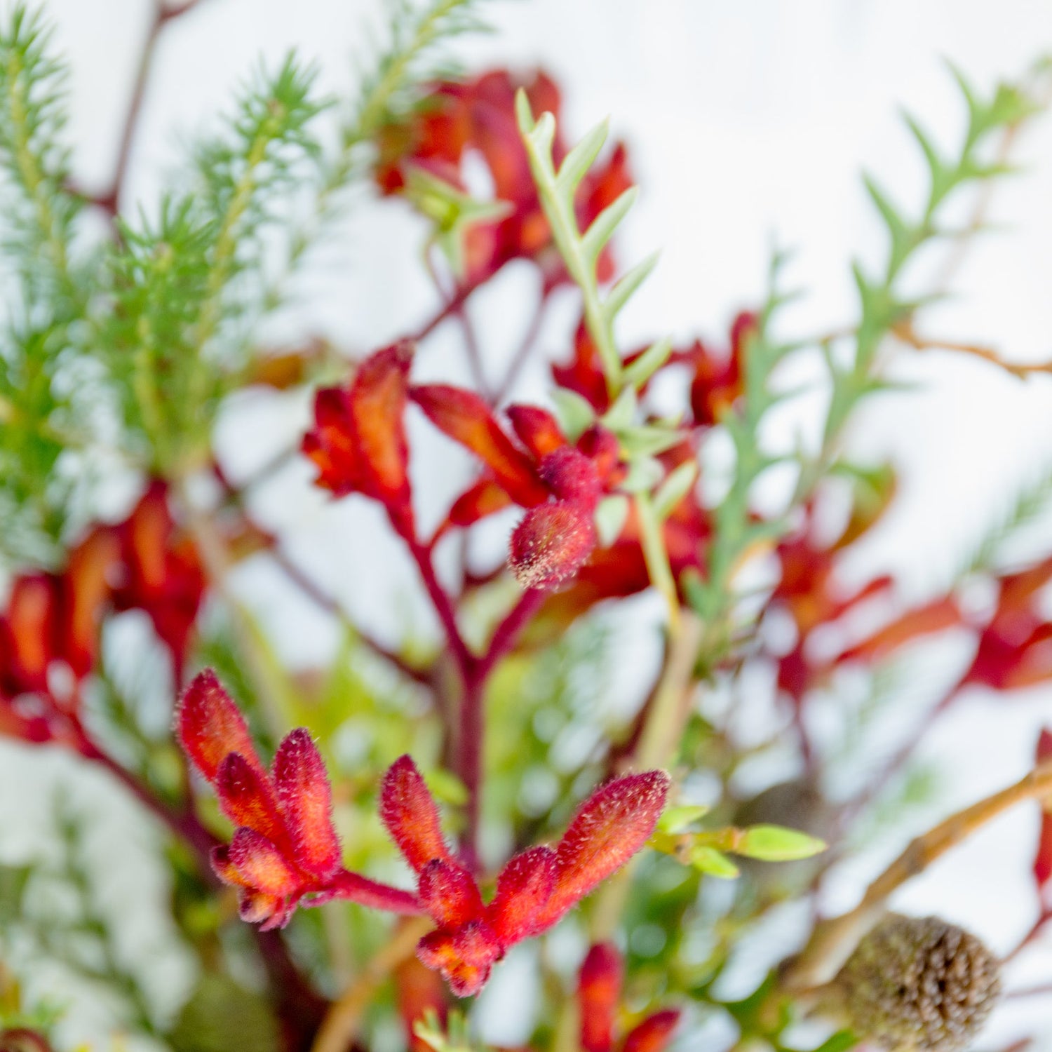 カンガルーポーのギフトをオーダーするならFlower&Plants tette │ 「手から手へ、想いを運ぶフラワーショップ」【板橋駅徒歩4分】【熟練フローリスト夫婦が運営】【最短2営業日で発送】【24時間365日注文OK】【ギフトは3300円〜】フラワーギフトを手から手へ、想いを込めたブーケやアレンジメントで大切な人に感謝と愛情を。シーンや用途に合わせて選びやすい豊富な種