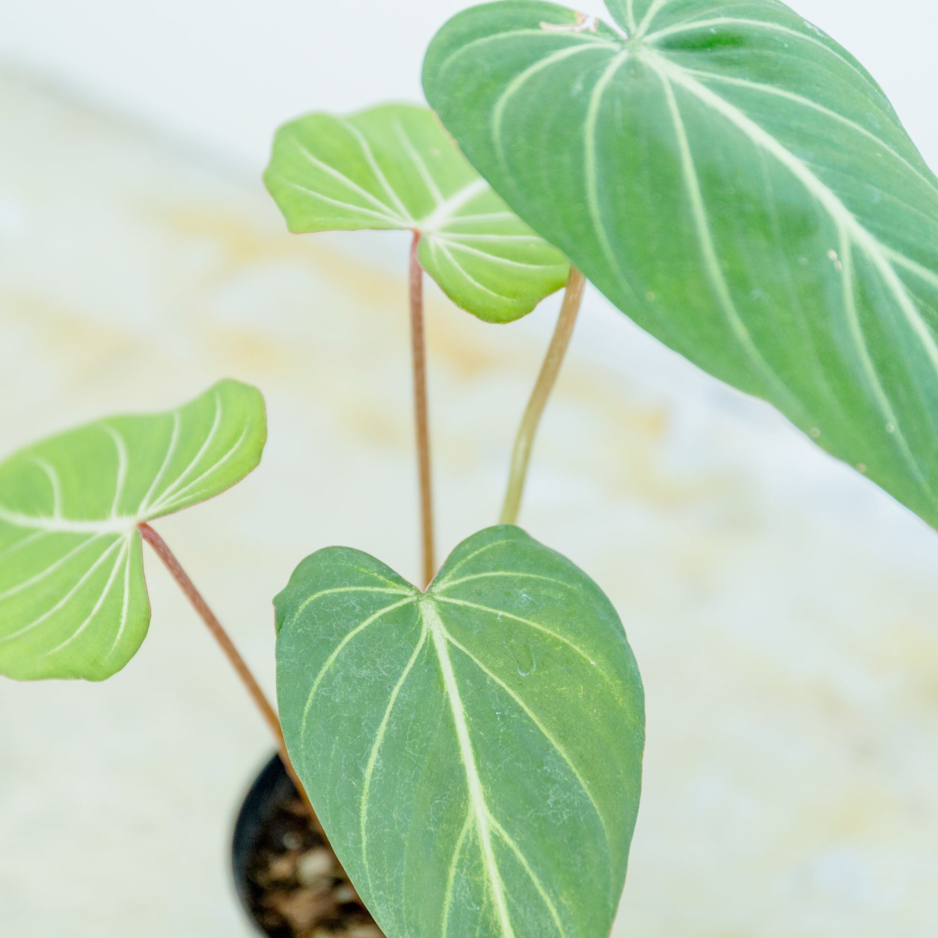 フィロデンドロン グロリオーサム 4号をオーダーするならFlower&Plants tette │ 「手から手へ、想いを運ぶフラワーショップ」【板橋駅徒歩4分】【熟練フローリスト夫婦が運営】【最短2営業日で発送】【24時間365日注文OK】【ギフトは3300円〜】フラワーギフトを手から手へ、想いを込めたブーケやアレンジメントで大切な人に感謝と愛情を。シーンや用途に合わせて選びやすい豊富な種