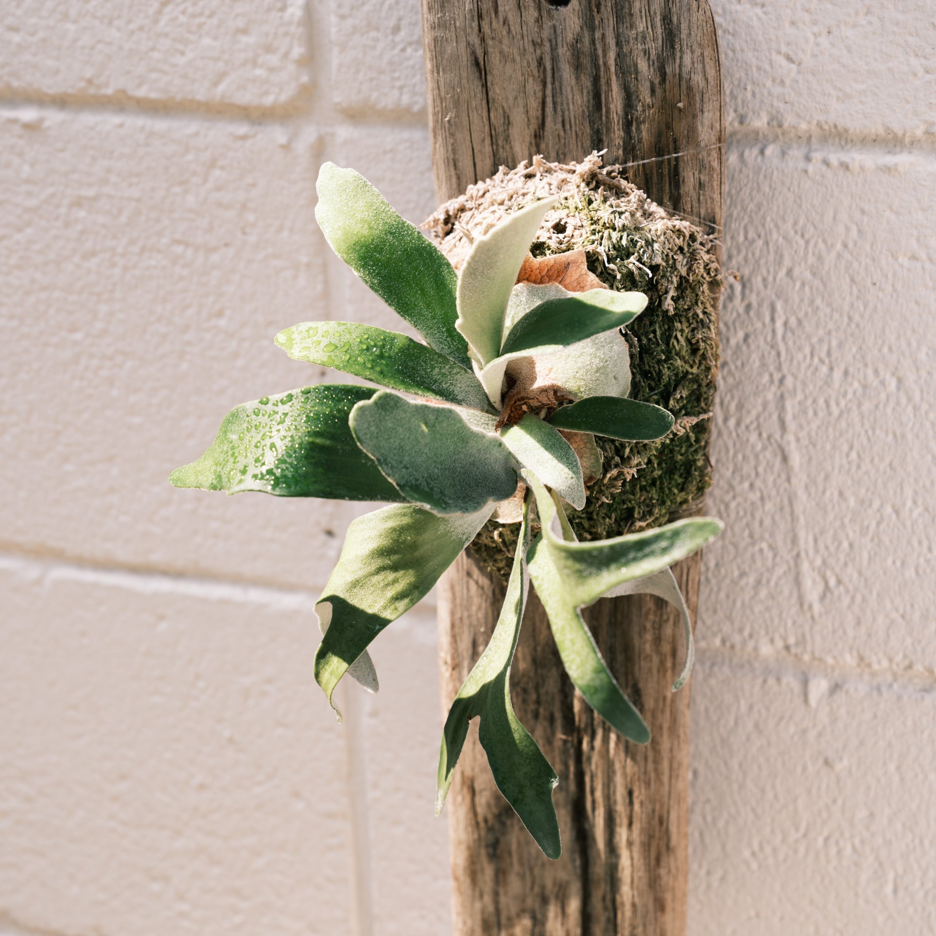 ビカクシダ ビーチーをオーダーするならFlower&Plants tette │ 「手から手へ、想いを運ぶフラワーショップ」【板橋駅徒歩4分】【熟練フローリスト夫婦が運営】【最短2営業日で発送】【24時間365日注文OK】【ギフトは3300円〜】フラワーギフトを手から手へ、想いを込めたブーケやアレンジメントで大切な人に感謝と愛情を。シーンや用途に合わせて選びやすい豊富な種