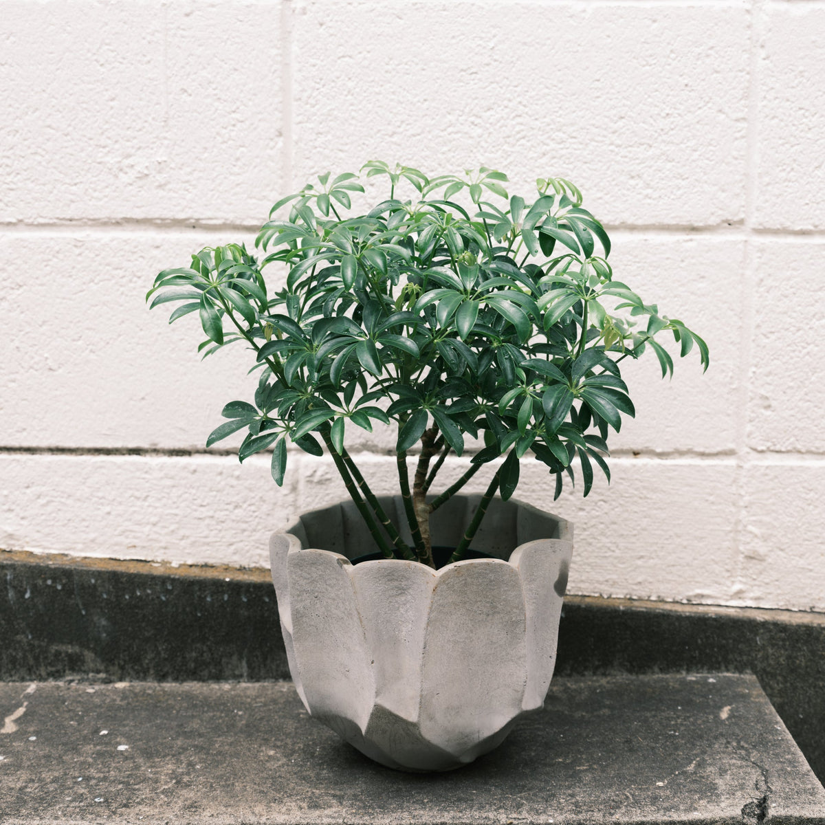 シェフレラコンパクタをオーダーするならFlower&Plants tette │ 「手から手へ、想いを運ぶフラワーショップ」【板橋駅徒歩4分】【熟練フローリスト夫婦が運営】【最短2営業日で発送】【24時間365日注文OK】【ギフトは3300円〜】フラワーギフトを手から手へ、想いを込めたブーケやアレンジメントで大切な人に感謝と愛情を。シーンや用途に合わせて選びやすい豊富な種