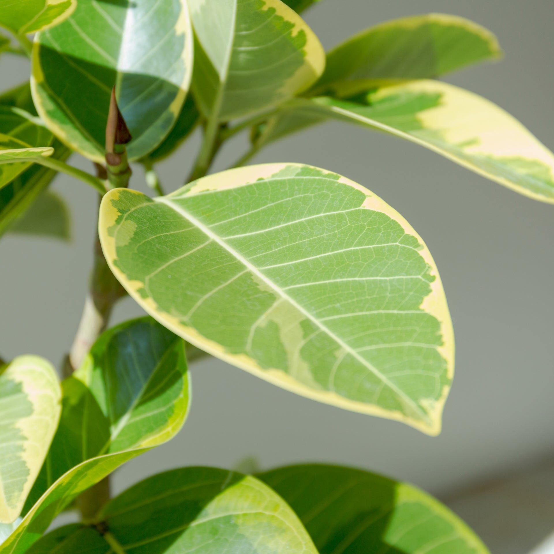 フィカス アルテシマ 7号をオーダーするならFlower&Plants tette │ 「手から手へ、想いを運ぶフラワーショップ」【板橋駅徒歩4分】【熟練フローリスト夫婦が運営】【最短2営業日で発送】【24時間365日注文OK】【ギフトは3300円〜】フラワーギフトを手から手へ、想いを込めたブーケやアレンジメントで大切な人に感謝と愛情を。シーンや用途に合わせて選びやすい豊富な種