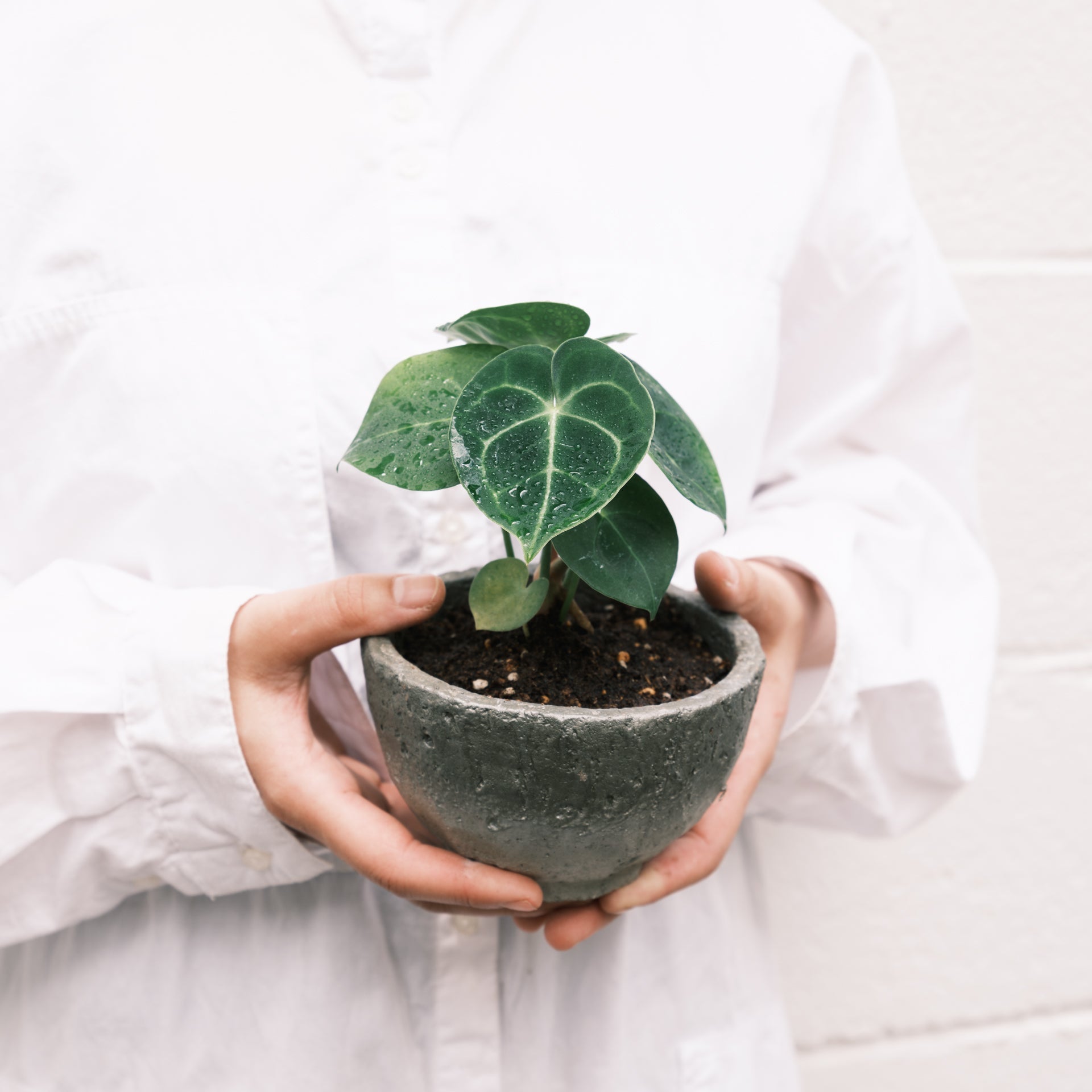 アンスリウムをオーダーするならFlower&Plants tette │ 「手から手へ、想いを運ぶフラワーショップ」【板橋駅徒歩4分】【熟練フローリスト夫婦が運営】【最短2営業日で発送】【24時間365日注文OK】【ギフトは3300円〜】フラワーギフトを手から手へ、想いを込めたブーケやアレンジメントで大切な人に感謝と愛情を。シーンや用途に合わせて選びやすい豊富な種