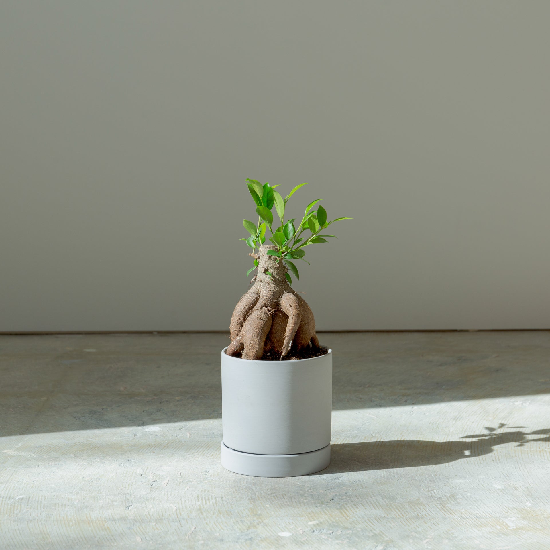 ガジュマル4号 ポットセットをオーダーするならFlower&Plants tette │ 「手から手へ、想いを運ぶフラワーショップ」【板橋駅徒歩4分】【熟練フローリスト夫婦が運営】【最短2営業日で発送】【24時間365日注文OK】【ギフトは3300円〜】フラワーギフトを手から手へ、想いを込めたブーケやアレンジメントで大切な人に感謝と愛情を。シーンや用途に合わせて選びやすい豊富な種