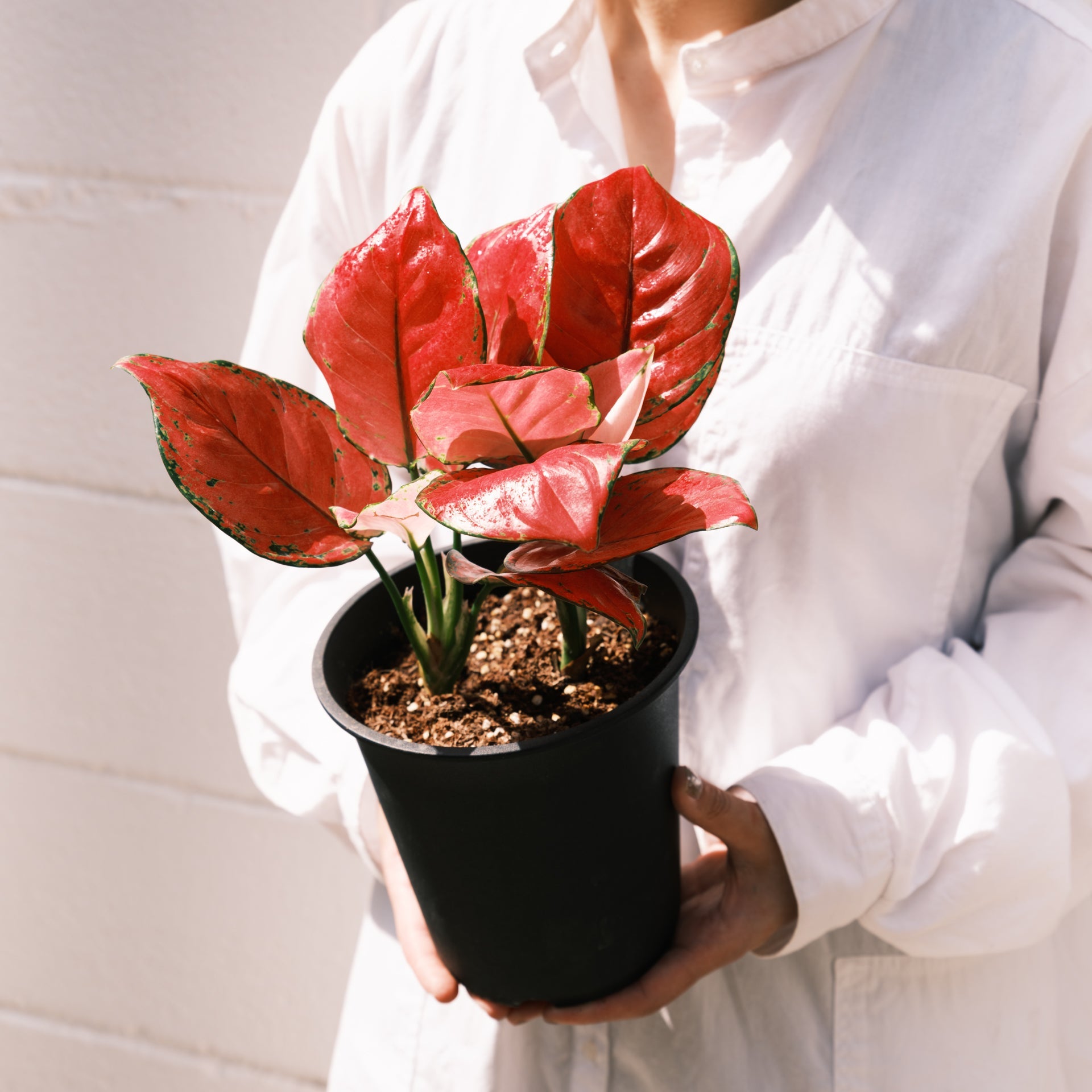 アグラオネマ バレンタインをオーダーするならFlower&Plants tette │ 「手から手へ、想いを運ぶフラワーショップ」【板橋駅徒歩4分】【熟練フローリスト夫婦が運営】【最短2営業日で発送】【24時間365日注文OK】【ギフトは3300円〜】フラワーギフトを手から手へ、想いを込めたブーケやアレンジメントで大切な人に感謝と愛情を。シーンや用途に合わせて選びやすい豊富な種