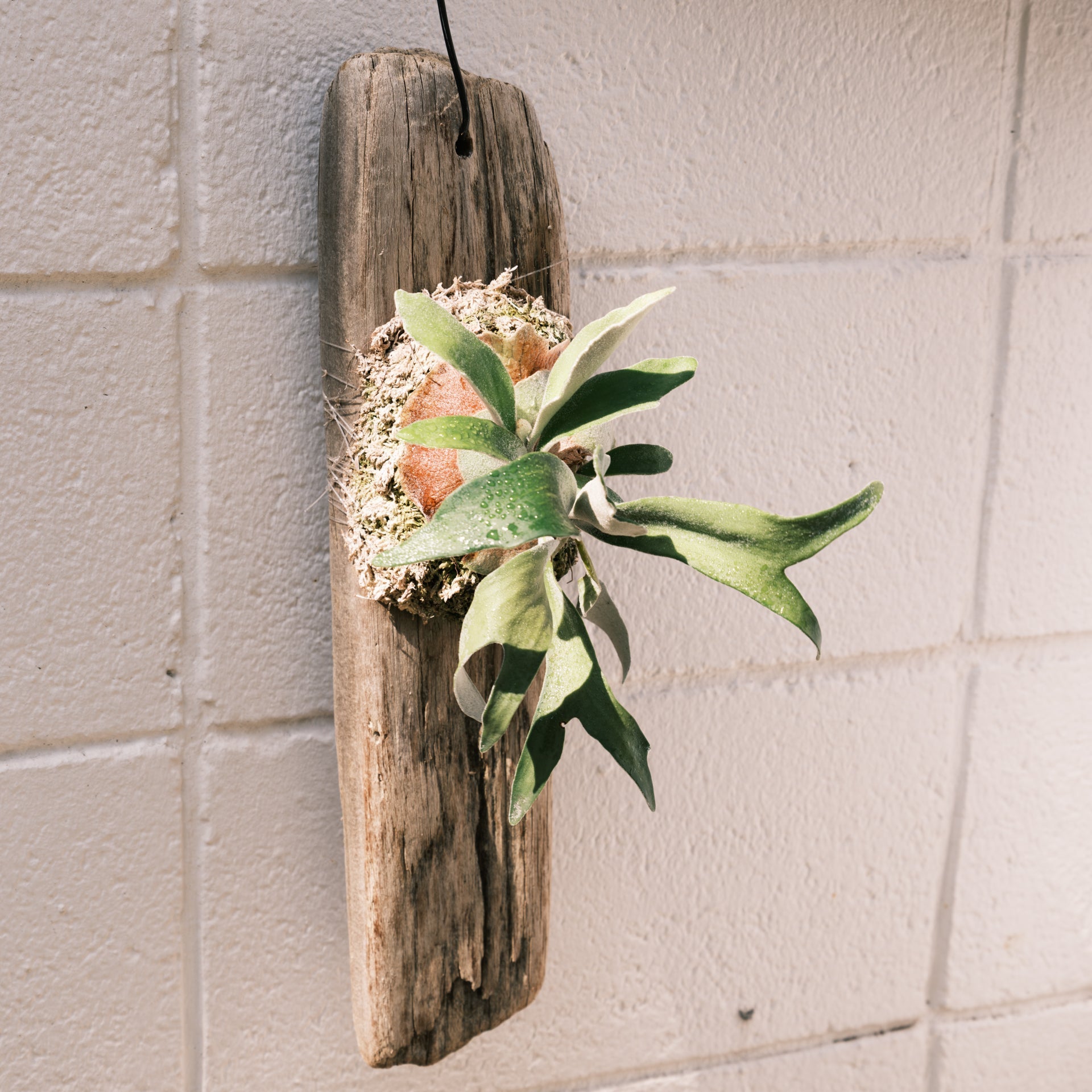 ビカクシダ ビーチーをオーダーするならFlower&Plants tette │ 「手から手へ、想いを運ぶフラワーショップ」【板橋駅徒歩4分】【熟練フローリスト夫婦が運営】【最短2営業日で発送】【24時間365日注文OK】【ギフトは3300円〜】フラワーギフトを手から手へ、想いを込めたブーケやアレンジメントで大切な人に感謝と愛情を。シーンや用途に合わせて選びやすい豊富な種