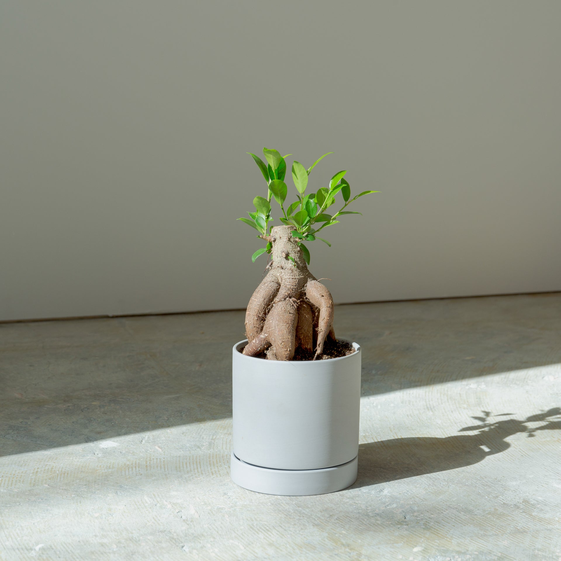 ガジュマル4号 ポットセットをオーダーするならFlower&Plants tette │ 「手から手へ、想いを運ぶフラワーショップ」【板橋駅徒歩4分】【熟練フローリスト夫婦が運営】【最短2営業日で発送】【24時間365日注文OK】【ギフトは3300円〜】フラワーギフトを手から手へ、想いを込めたブーケやアレンジメントで大切な人に感謝と愛情を。シーンや用途に合わせて選びやすい豊富な種