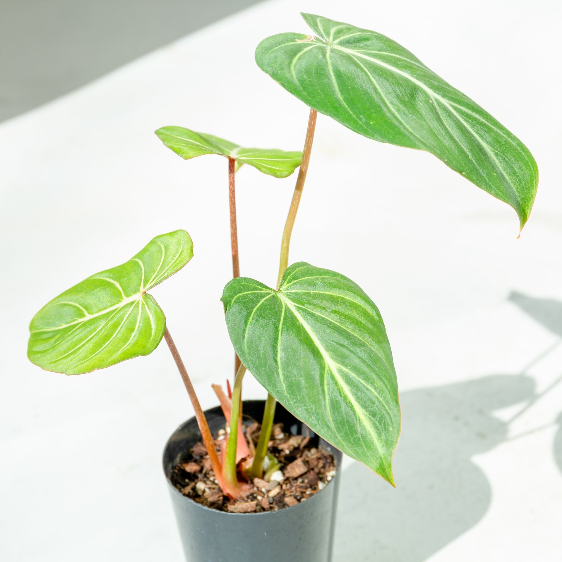 フィロデンドロン グロリオーサム 4号をオーダーするならFlower&Plants tette │ 「手から手へ、想いを運ぶフラワーショップ」【板橋駅徒歩4分】【熟練フローリスト夫婦が運営】【最短2営業日で発送】【24時間365日注文OK】【ギフトは3300円〜】フラワーギフトを手から手へ、想いを込めたブーケやアレンジメントで大切な人に感謝と愛情を。シーンや用途に合わせて選びやすい豊富な種