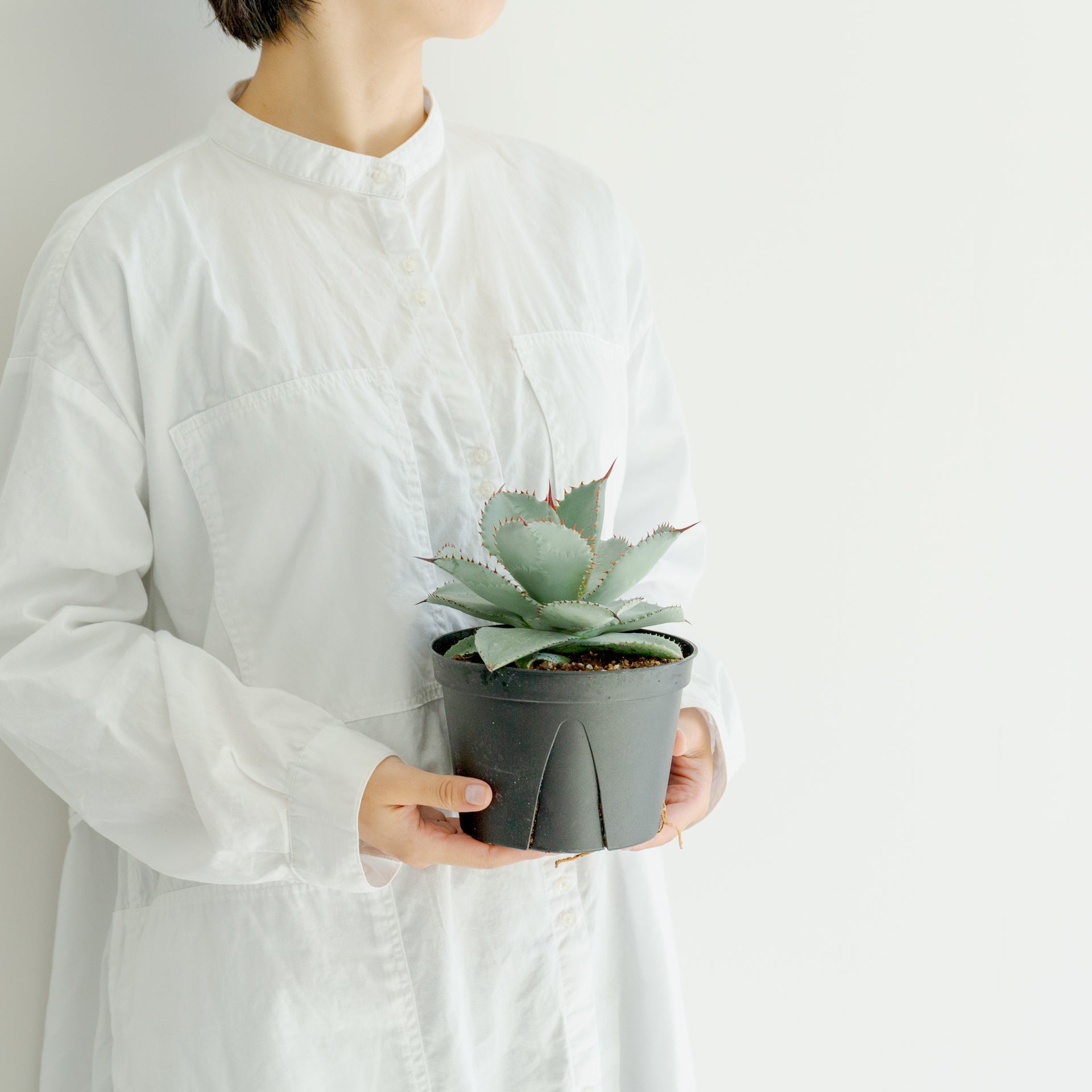 アガベ ドラゴントゥース 5号をオーダーするならFlower&Plants tette │ 「手から手へ、想いを運ぶフラワーショップ」【板橋駅徒歩4分】【熟練フローリスト夫婦が運営】【最短2営業日で発送】【24時間365日注文OK】【ギフトは3300円〜】フラワーギフトを手から手へ、想いを込めたブーケやアレンジメントで大切な人に感謝と愛情を。シーンや用途に合わせて選びやすい豊富な種