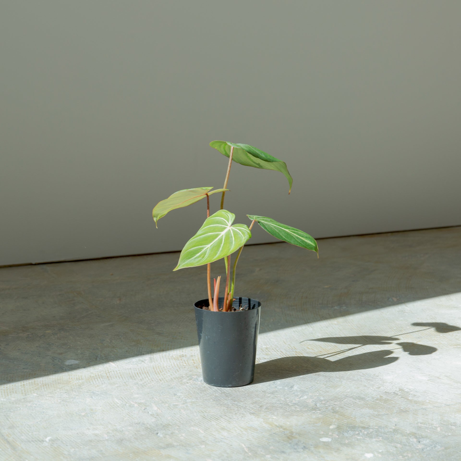 フィロデンドロン グロリオーサム 4号をオーダーするならFlower&Plants tette │ 「手から手へ、想いを運ぶフラワーショップ」【板橋駅徒歩4分】【熟練フローリスト夫婦が運営】【最短2営業日で発送】【24時間365日注文OK】【ギフトは3300円〜】フラワーギフトを手から手へ、想いを込めたブーケやアレンジメントで大切な人に感謝と愛情を。シーンや用途に合わせて選びやすい豊富な種