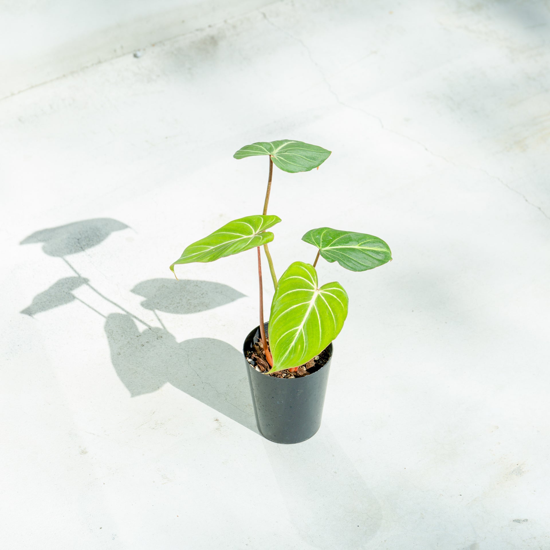 フィロデンドロン グロリオーサム 4号をオーダーするならFlower&Plants tette │ 「手から手へ、想いを運ぶフラワーショップ」【板橋駅徒歩4分】【熟練フローリスト夫婦が運営】【最短2営業日で発送】【24時間365日注文OK】【ギフトは3300円〜】フラワーギフトを手から手へ、想いを込めたブーケやアレンジメントで大切な人に感謝と愛情を。シーンや用途に合わせて選びやすい豊富な種