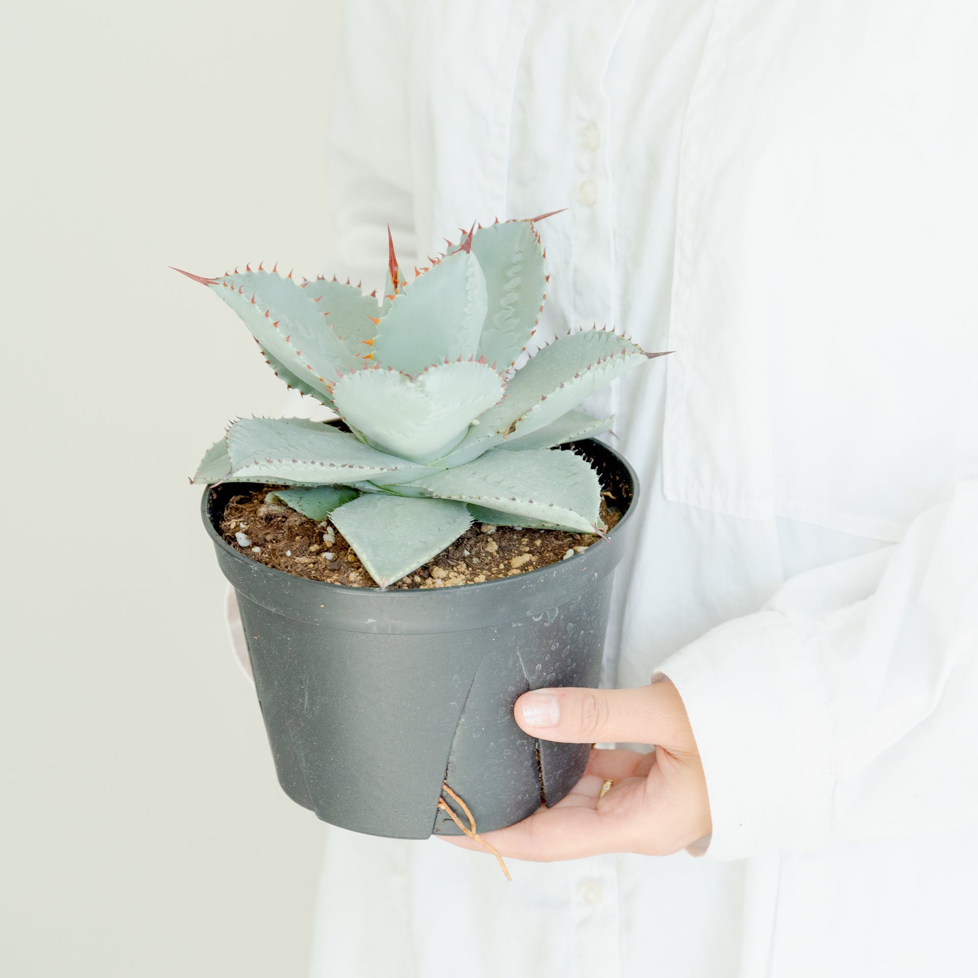 アガベ ドラゴントゥース 5号をオーダーするならFlower&Plants tette │ 「手から手へ、想いを運ぶフラワーショップ」【板橋駅徒歩4分】【熟練フローリスト夫婦が運営】【最短2営業日で発送】【24時間365日注文OK】【ギフトは3300円〜】フラワーギフトを手から手へ、想いを込めたブーケやアレンジメントで大切な人に感謝と愛情を。シーンや用途に合わせて選びやすい豊富な種