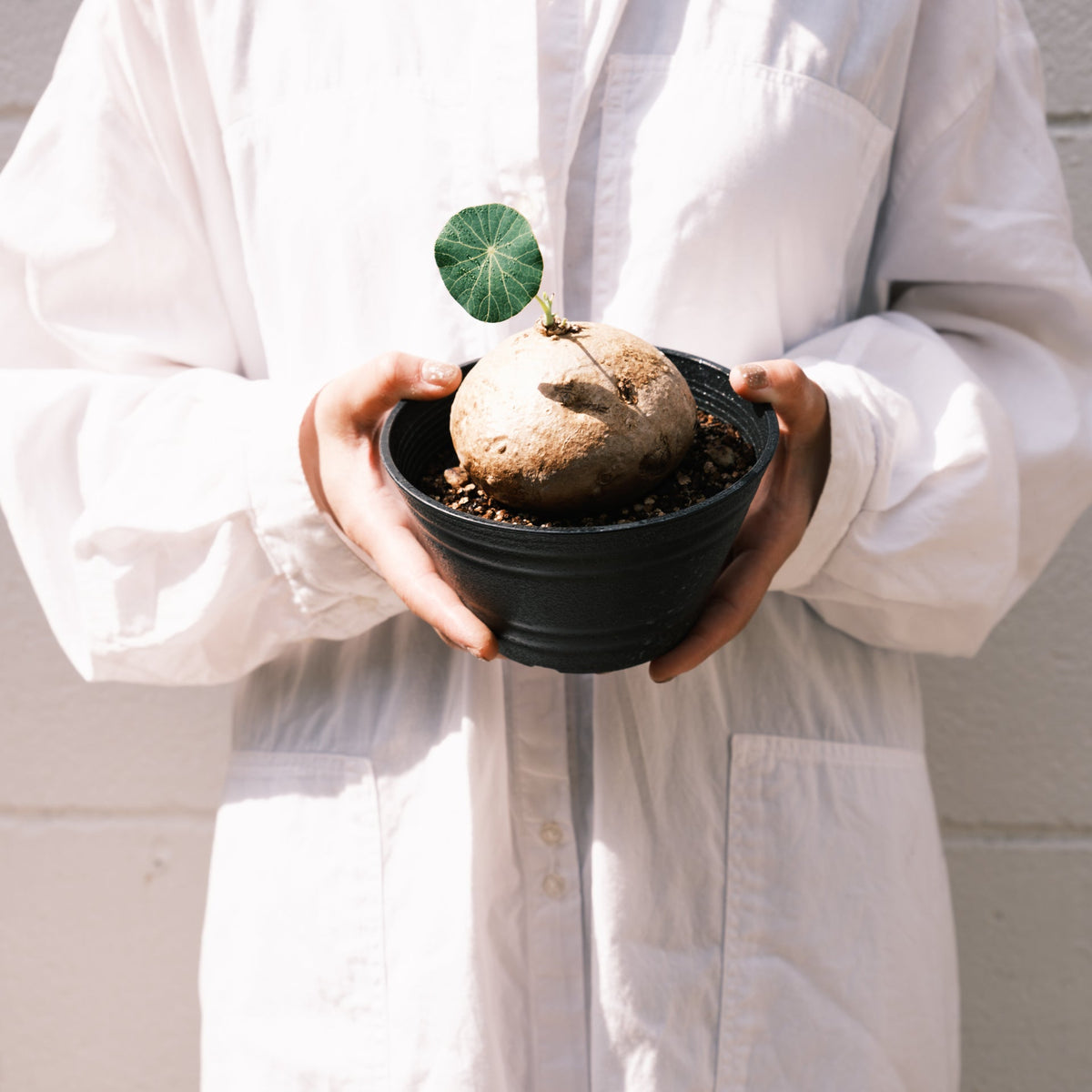 ステファニア エレクタをオーダーするならFlower&Plants tette │ 「手から手へ、想いを運ぶフラワーショップ」【板橋駅徒歩4分】【熟練フローリスト夫婦が運営】【最短2営業日で発送】【24時間365日注文OK】【ギフトは3300円〜】フラワーギフトを手から手へ、想いを込めたブーケやアレンジメントで大切な人に感謝と愛情を。シーンや用途に合わせて選びやすい豊富な種