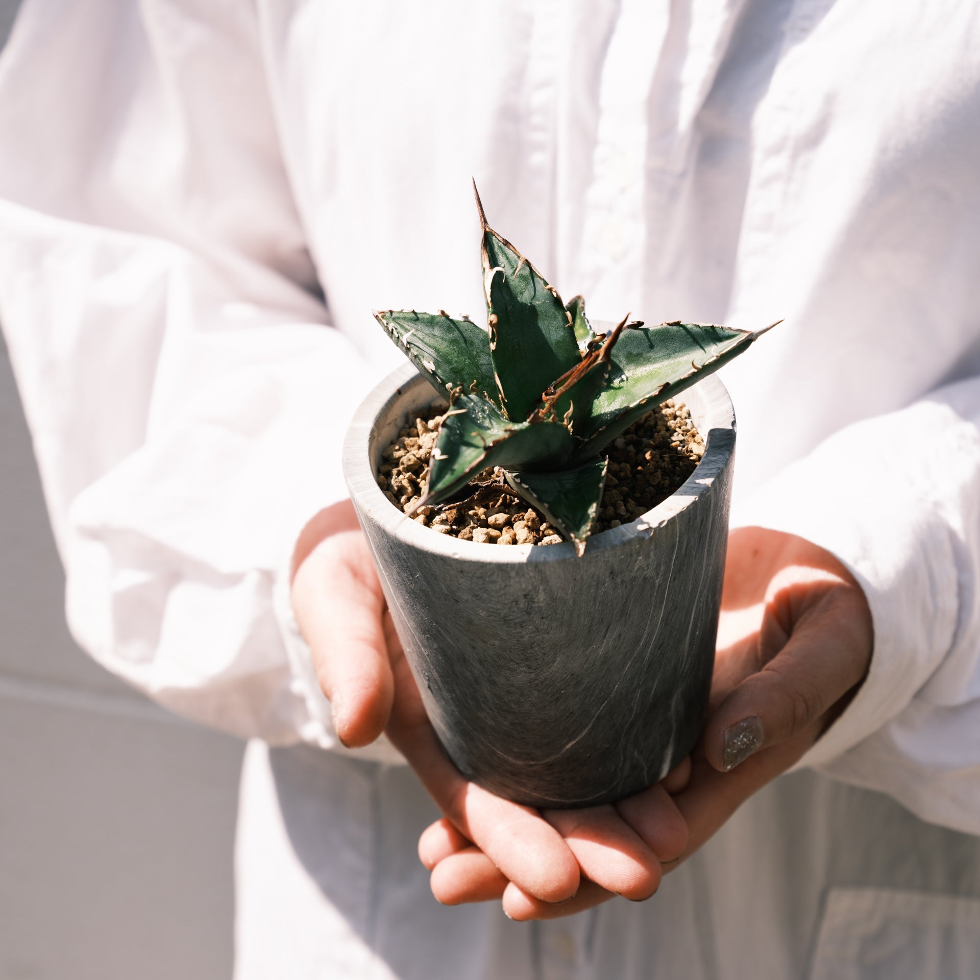 アガベ オテロイをオーダーするならFlower&Plants tette │ 「手から手へ、想いを運ぶフラワーショップ」【板橋駅徒歩4分】【熟練フローリスト夫婦が運営】【最短2営業日で発送】【24時間365日注文OK】【ギフトは3300円〜】フラワーギフトを手から手へ、想いを込めたブーケやアレンジメントで大切な人に感謝と愛情を。シーンや用途に合わせて選びやすい豊富な種