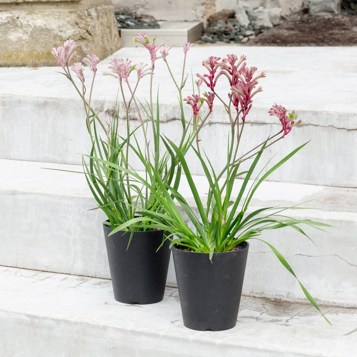 カンガルーポウ ブッシュ・ジェムをオーダーするならFlower&Plants tette │ 「手から手へ、想いを運ぶフラワーショップ」【板橋駅徒歩4分】【熟練フローリスト夫婦が運営】【最短2営業日で発送】【24時間365日注文OK】【ギフトは3300円〜】フラワーギフトを手から手へ、想いを込めたブーケやアレンジメントで大切な人に感謝と愛情を。シーンや用途に合わせて選びやすい豊富な種