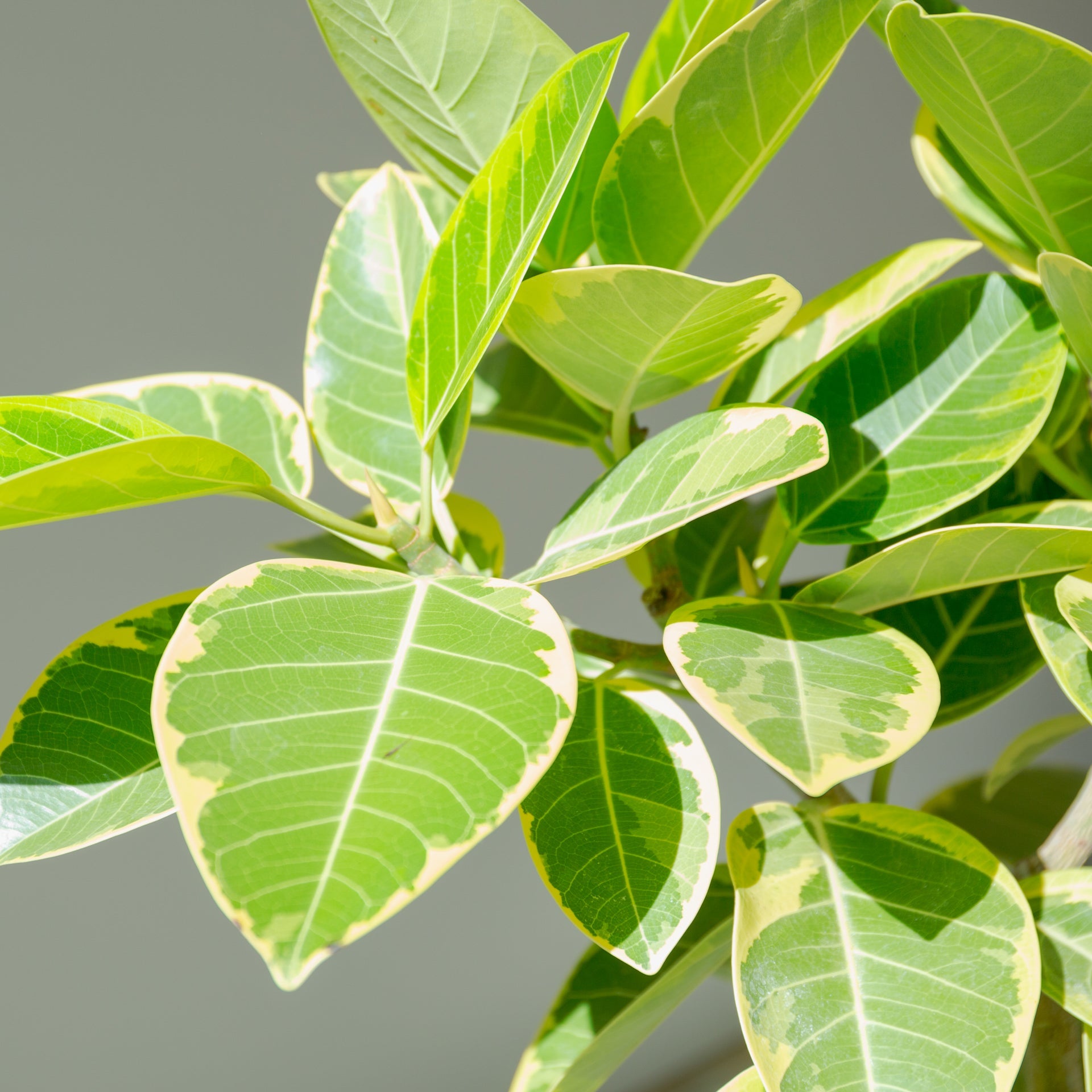 フィカス アルテシマ 7号をオーダーするならFlower&Plants tette │ 「手から手へ、想いを運ぶフラワーショップ」【板橋駅徒歩4分】【熟練フローリスト夫婦が運営】【最短2営業日で発送】【24時間365日注文OK】【ギフトは3300円〜】フラワーギフトを手から手へ、想いを込めたブーケやアレンジメントで大切な人に感謝と愛情を。シーンや用途に合わせて選びやすい豊富な種