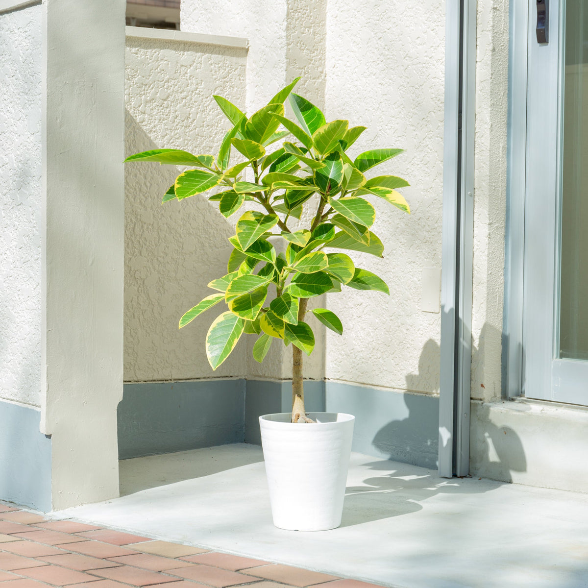 フィカス アルテシマ 7号をオーダーするならFlower&Plants tette │ 「手から手へ、想いを運ぶフラワーショップ」【板橋駅徒歩4分】【熟練フローリスト夫婦が運営】【最短2営業日で発送】【24時間365日注文OK】【ギフトは3300円〜】フラワーギフトを手から手へ、想いを込めたブーケやアレンジメントで大切な人に感謝と愛情を。シーンや用途に合わせて選びやすい豊富な種