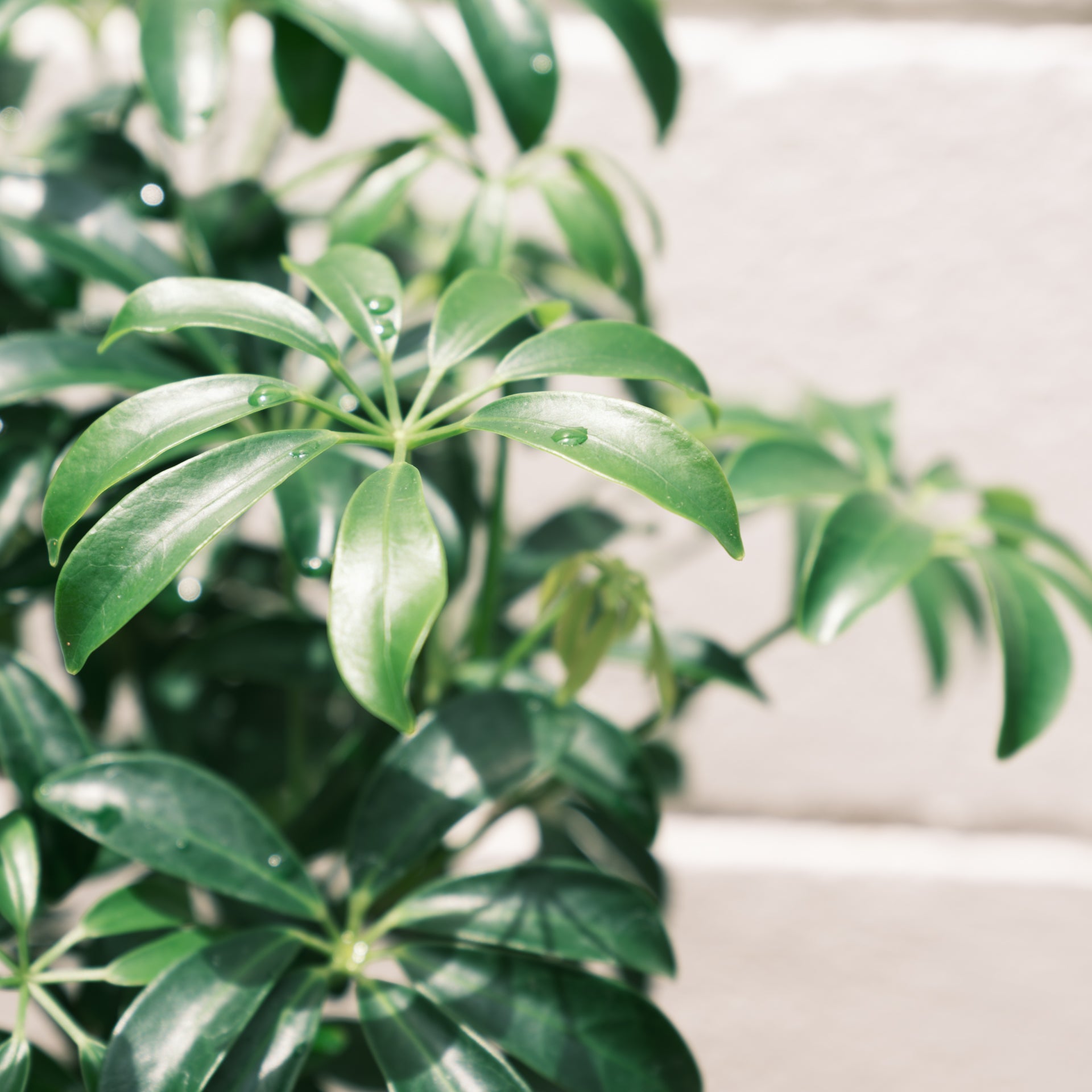 シェフレラコンパクタをオーダーするならFlower&Plants tette │ 「手から手へ、想いを運ぶフラワーショップ」【板橋駅徒歩4分】【熟練フローリスト夫婦が運営】【最短2営業日で発送】【24時間365日注文OK】【ギフトは3300円〜】フラワーギフトを手から手へ、想いを込めたブーケやアレンジメントで大切な人に感謝と愛情を。シーンや用途に合わせて選びやすい豊富な種