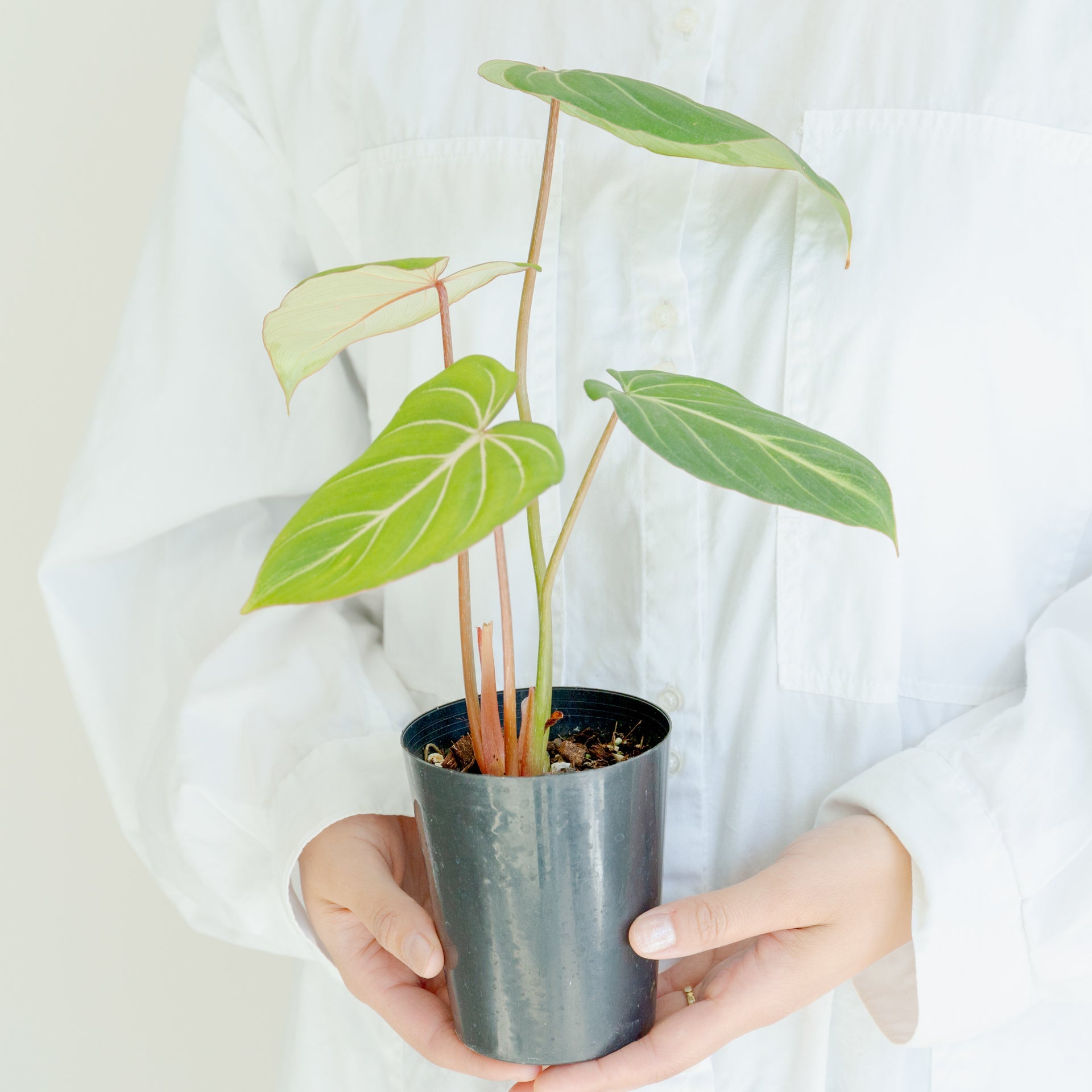 フィロデンドロン グロリオーサム 4号をオーダーするならFlower&Plants tette │ 「手から手へ、想いを運ぶフラワーショップ」【板橋駅徒歩4分】【熟練フローリスト夫婦が運営】【最短2営業日で発送】【24時間365日注文OK】【ギフトは3300円〜】フラワーギフトを手から手へ、想いを込めたブーケやアレンジメントで大切な人に感謝と愛情を。シーンや用途に合わせて選びやすい豊富な種