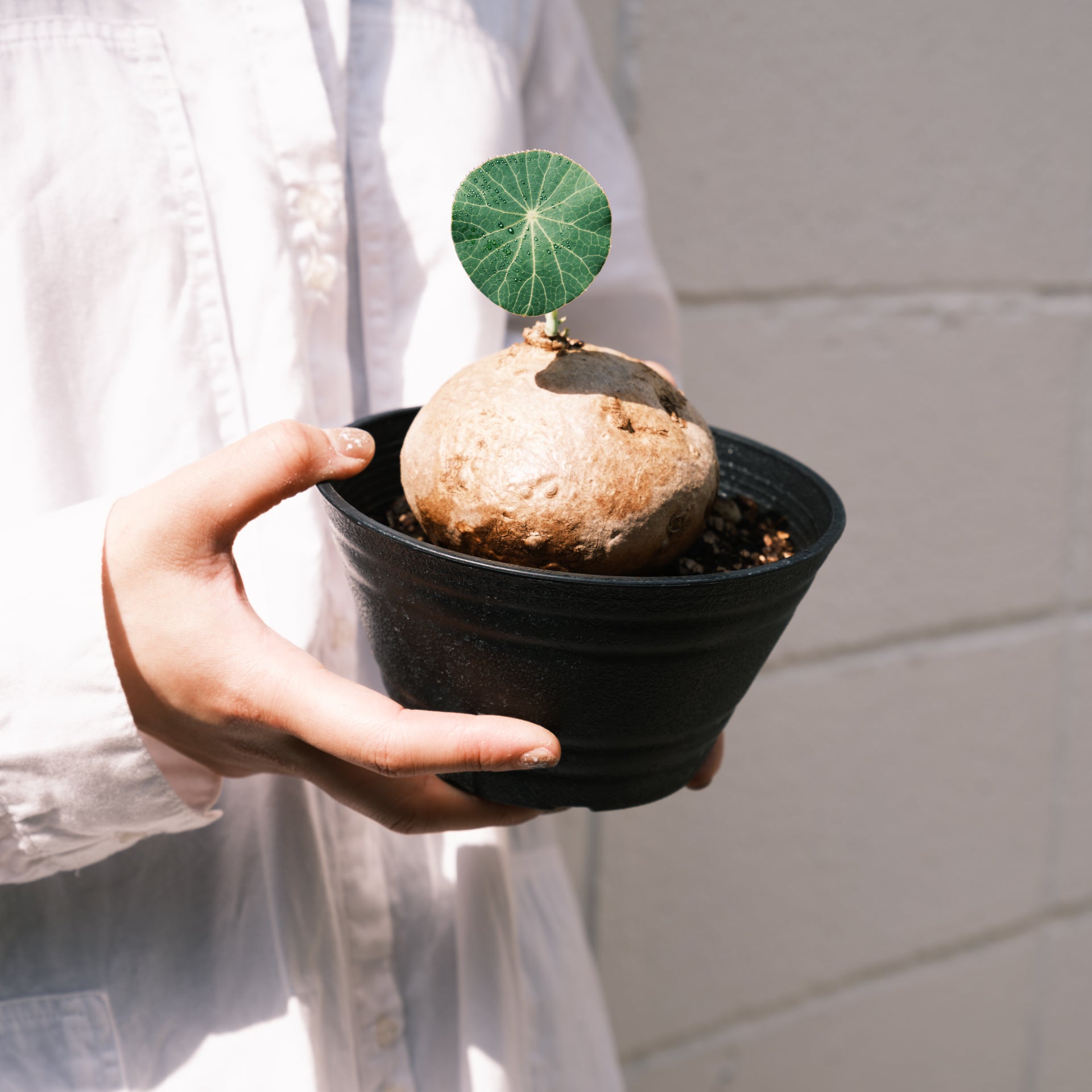 ステファニア エレクタをオーダーするならFlower&Plants tette │ 「手から手へ、想いを運ぶフラワーショップ」【板橋駅徒歩4分】【熟練フローリスト夫婦が運営】【最短2営業日で発送】【24時間365日注文OK】【ギフトは3300円〜】フラワーギフトを手から手へ、想いを込めたブーケやアレンジメントで大切な人に感謝と愛情を。シーンや用途に合わせて選びやすい豊富な種