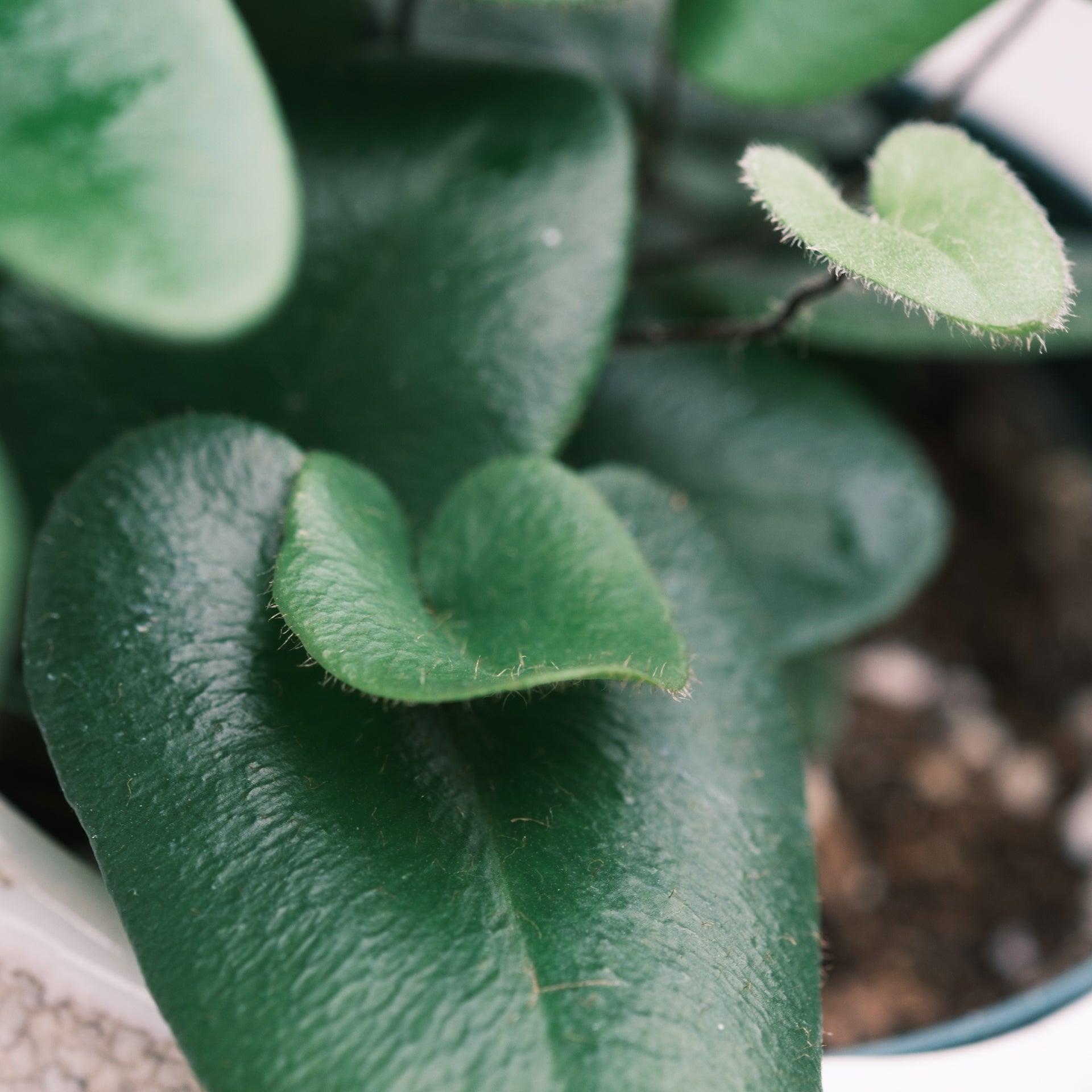 ハートファンをオーダーするならFlower&Plants tette │ 「手から手へ、想いを運ぶフラワーショップ」【板橋駅徒歩4分】【熟練フローリスト夫婦が運営】【最短2営業日で発送】【24時間365日注文OK】【ギフトは3300円〜】フラワーギフトを手から手へ、想いを込めたブーケやアレンジメントで大切な人に感謝と愛情を。シーンや用途に合わせて選びやすい豊富な種