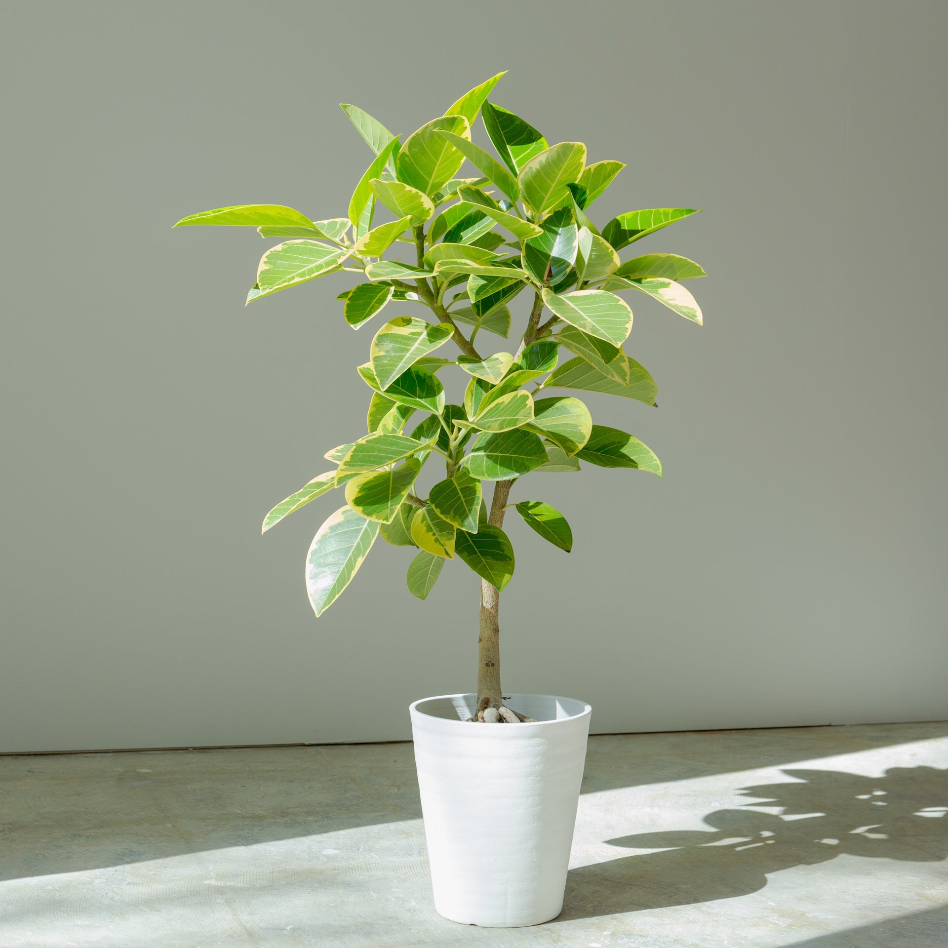 フィカス アルテシマ 7号をオーダーするならFlower&Plants tette │ 「手から手へ、想いを運ぶフラワーショップ」【板橋駅徒歩4分】【熟練フローリスト夫婦が運営】【最短2営業日で発送】【24時間365日注文OK】【ギフトは3300円〜】フラワーギフトを手から手へ、想いを込めたブーケやアレンジメントで大切な人に感謝と愛情を。シーンや用途に合わせて選びやすい豊富な種