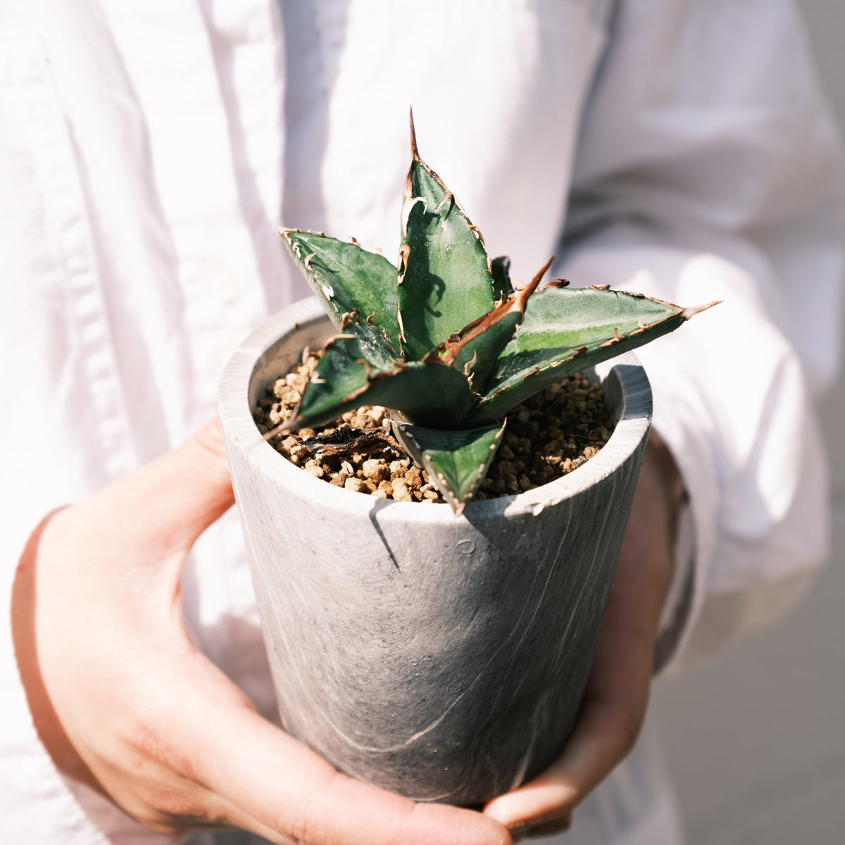 アガベ オテロイをオーダーするならFlower&Plants tette │ 「手から手へ、想いを運ぶフラワーショップ」【板橋駅徒歩4分】【熟練フローリスト夫婦が運営】【最短2営業日で発送】【24時間365日注文OK】【ギフトは3300円〜】フラワーギフトを手から手へ、想いを込めたブーケやアレンジメントで大切な人に感謝と愛情を。シーンや用途に合わせて選びやすい豊富な種